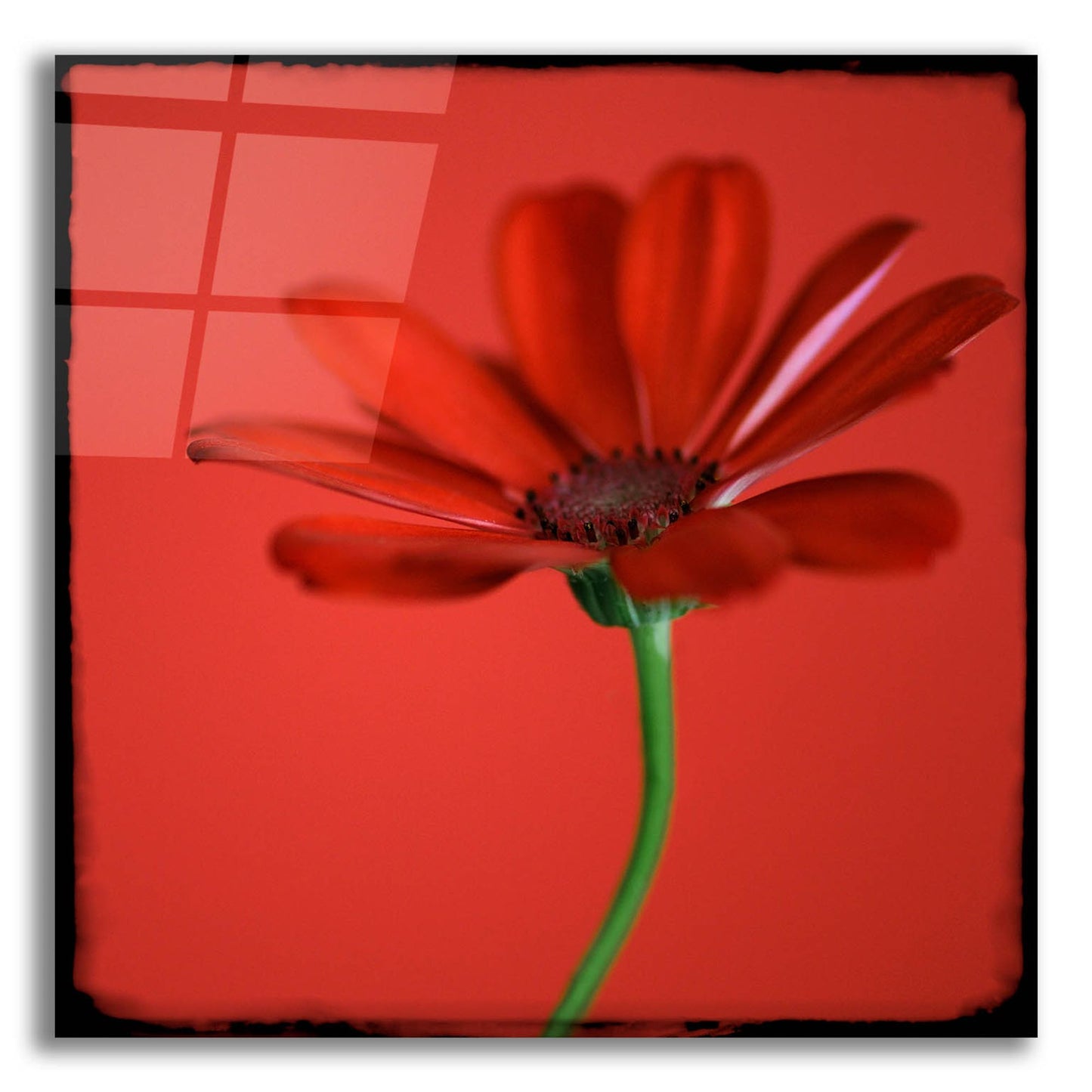 Epic Art 'Red Gerbera on Red 07' by Tom Quartermaine, Acrylic Glass Wall Art