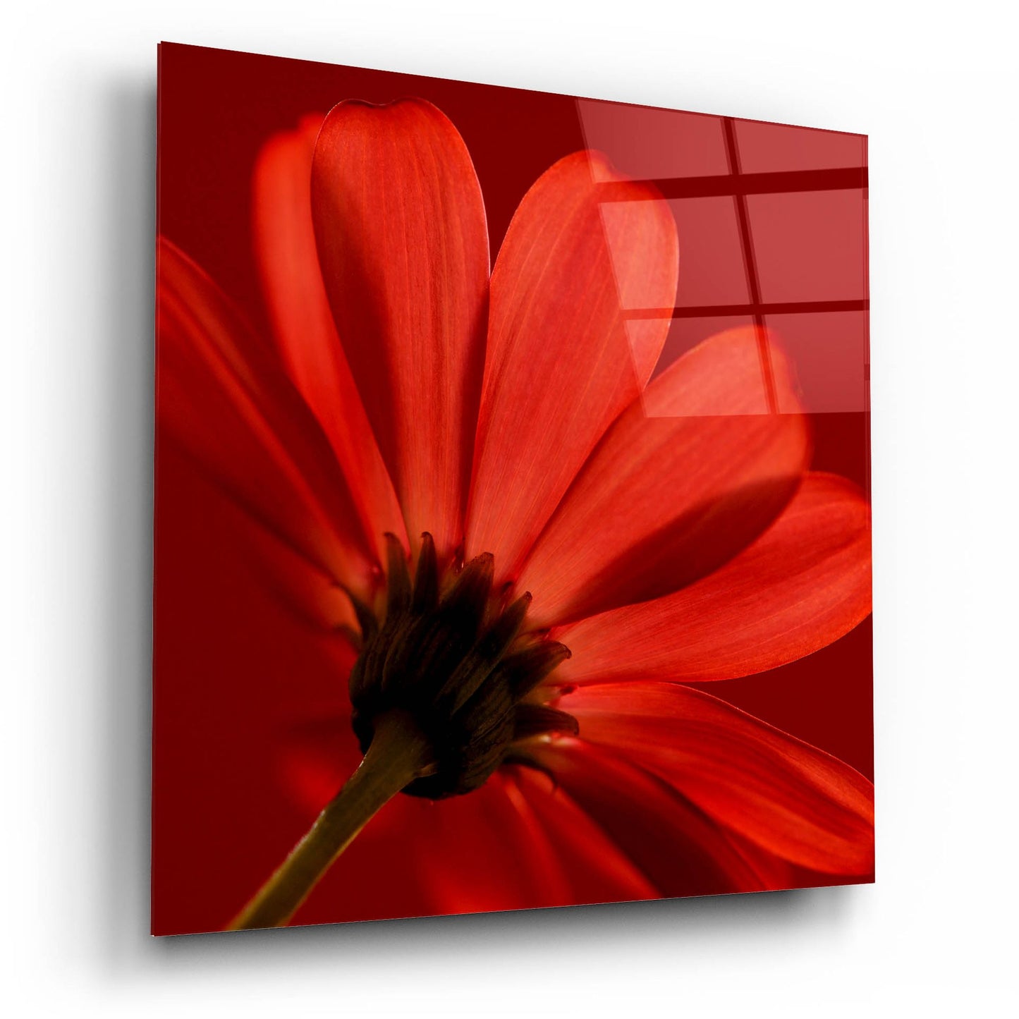 Epic Art 'Red Gerbera on Red 08' by Tom Quartermaine, Acrylic Glass Wall Art,12x12