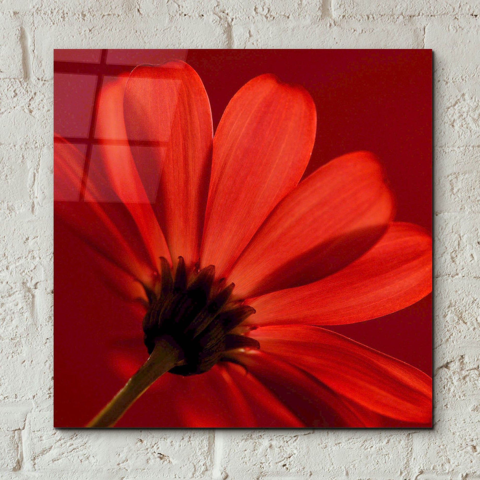 Epic Art 'Red Gerbera on Red 08' by Tom Quartermaine, Acrylic Glass Wall Art,12x12