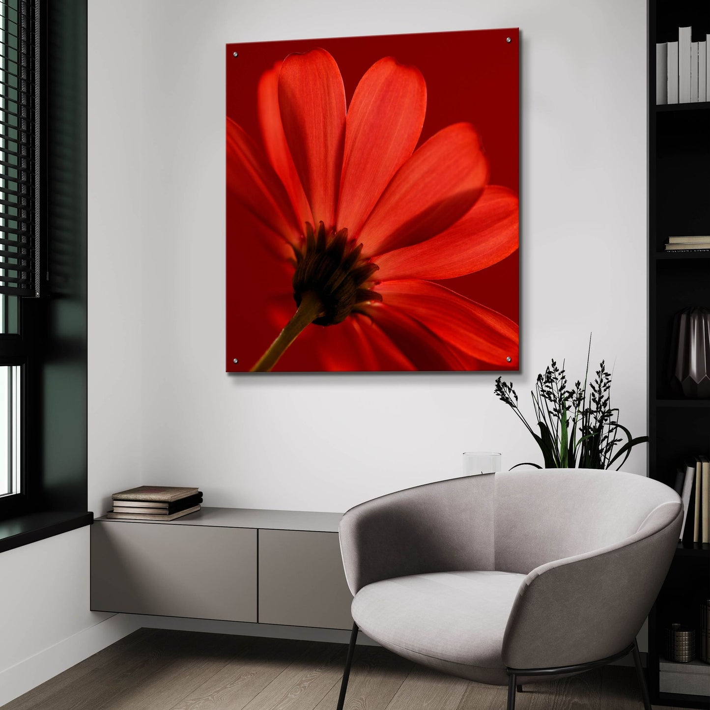 Epic Art 'Red Gerbera on Red 08' by Tom Quartermaine, Acrylic Glass Wall Art,36x36