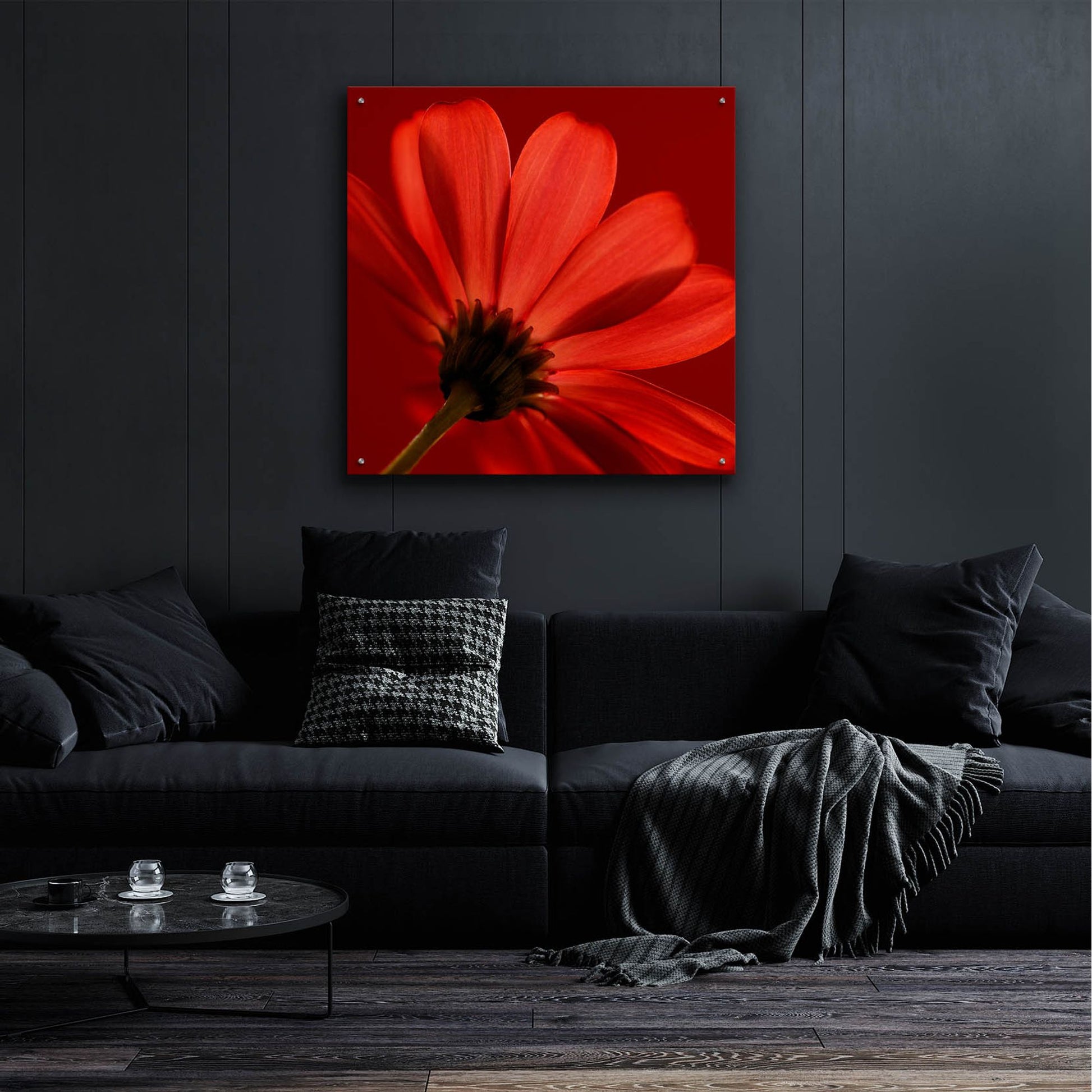 Epic Art 'Red Gerbera on Red 08' by Tom Quartermaine, Acrylic Glass Wall Art,36x36