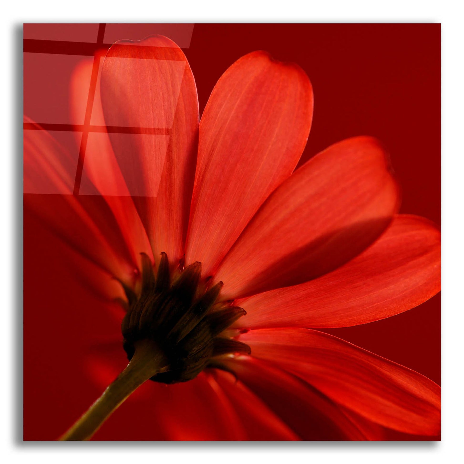 Epic Art 'Red Gerbera on Red 08' by Tom Quartermaine, Acrylic Glass Wall Art