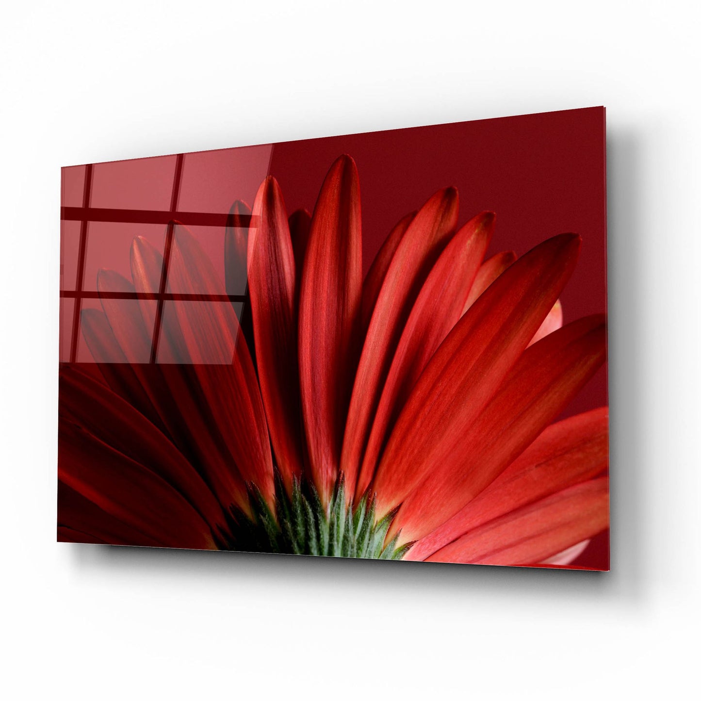 Epic Art 'Red Gerbera on Red 09' by Tom Quartermaine, Acrylic Glass Wall Art,16x12