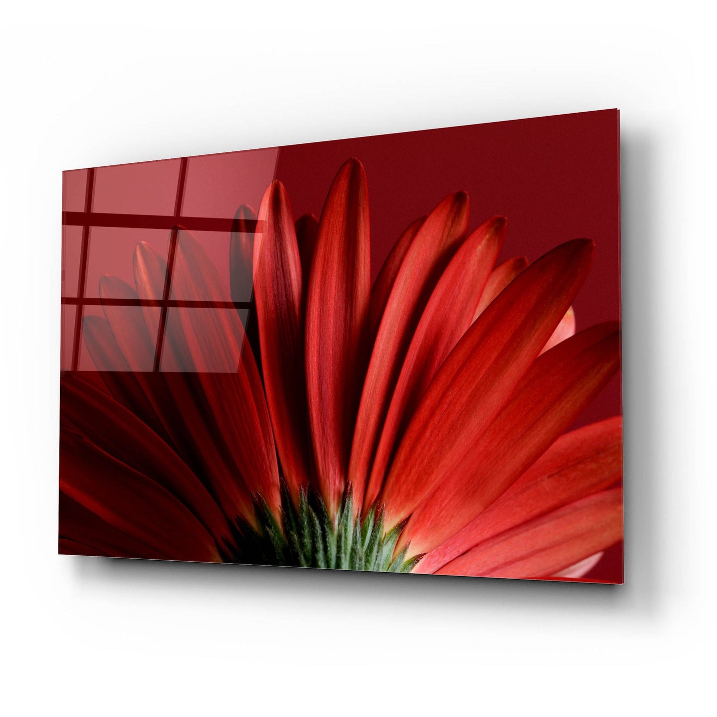 Epic Art 'Red Gerbera on Red 09' by Tom Quartermaine, Acrylic Glass Wall Art,24x16