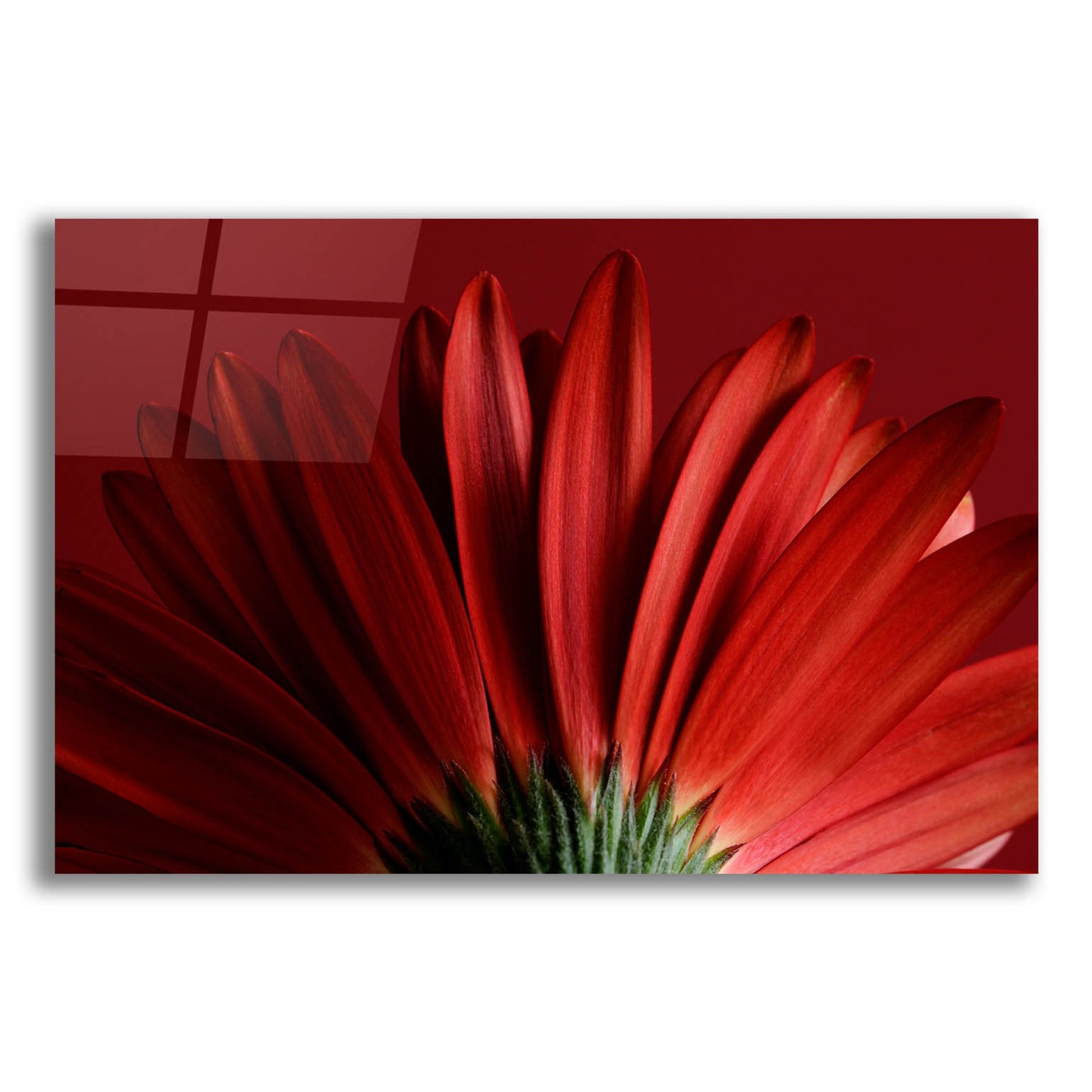 Epic Art 'Red Gerbera on Red 09' by Tom Quartermaine, Acrylic Glass Wall Art,24x16