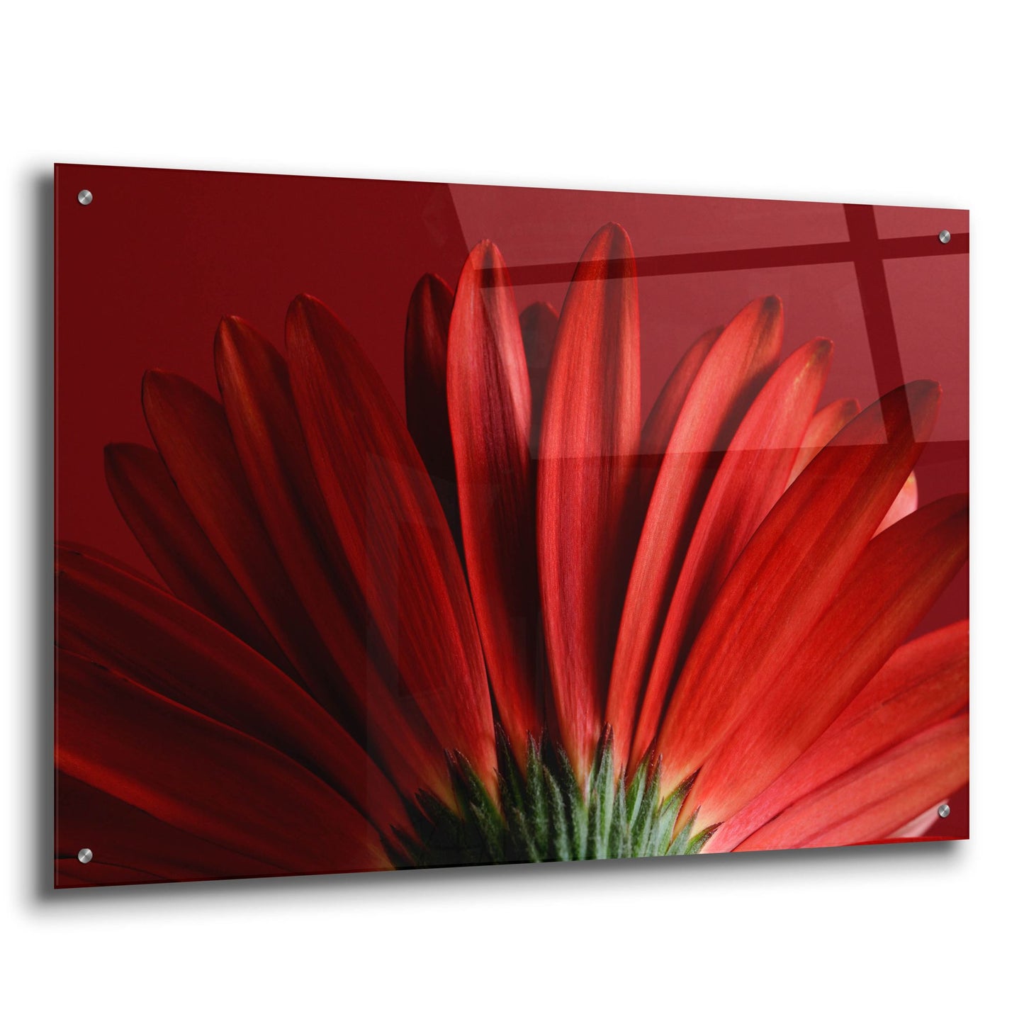 Epic Art 'Red Gerbera on Red 09' by Tom Quartermaine, Acrylic Glass Wall Art,36x24