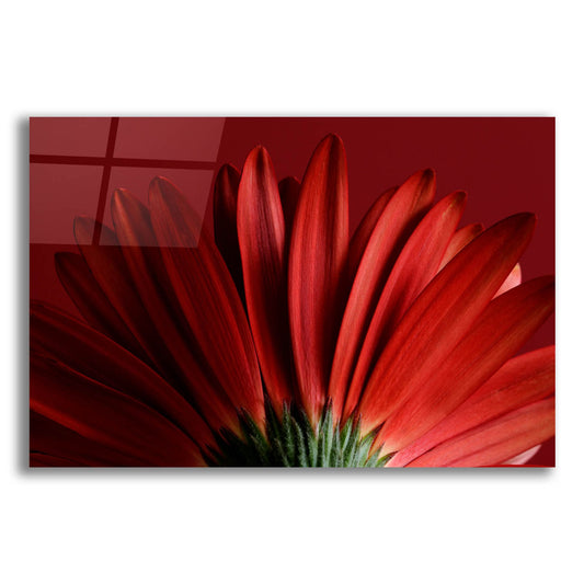 Epic Art 'Red Gerbera on Red 09' by Tom Quartermaine, Acrylic Glass Wall Art