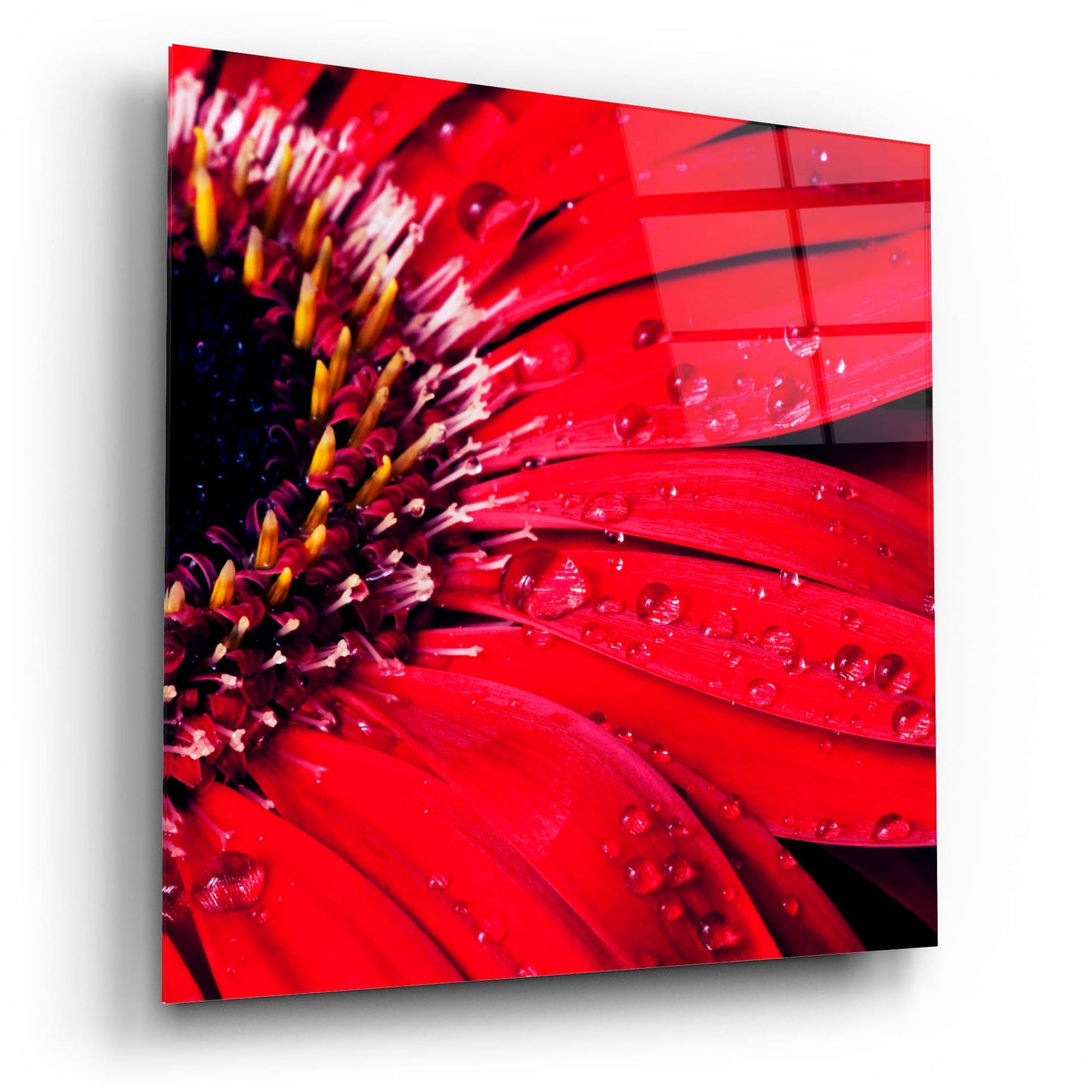 Epic Art 'Red Gerbera with Waterdrops 02' by Tom Quartermaine, Acrylic Glass Wall Art,12x12