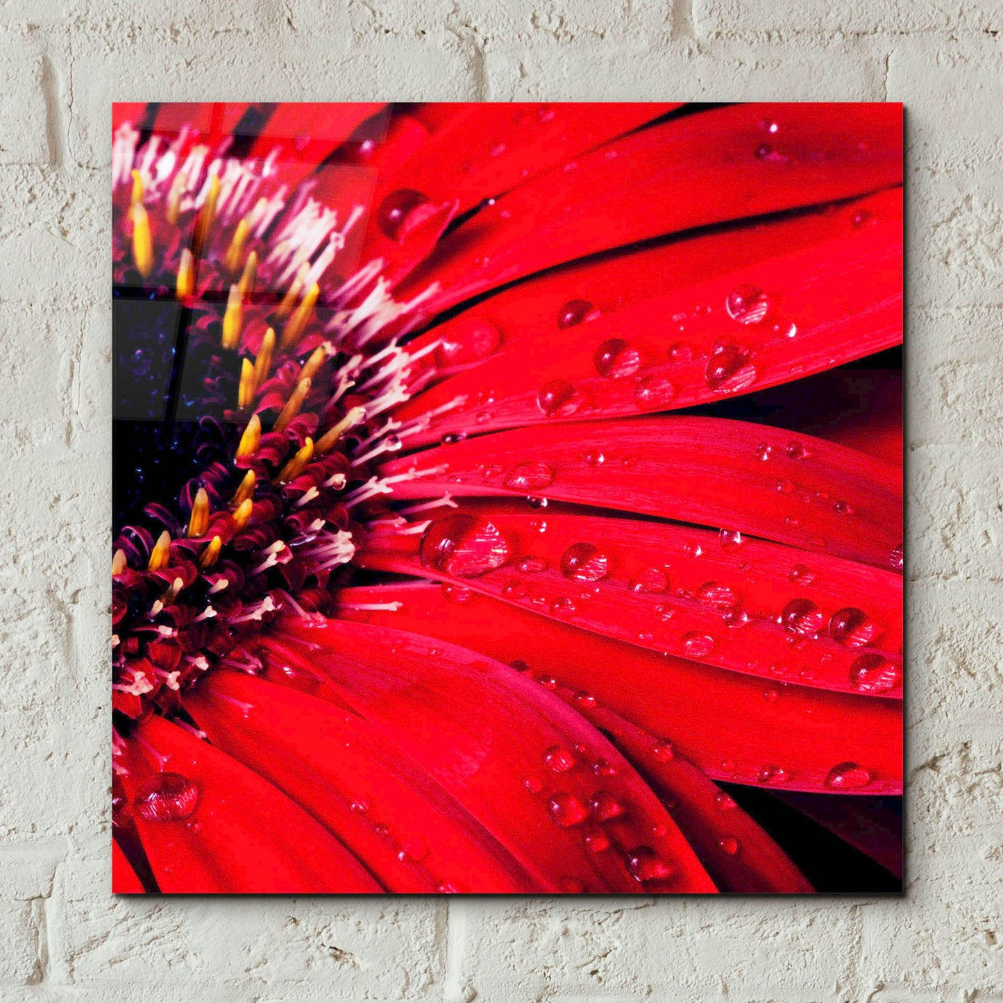 Epic Art 'Red Gerbera with Waterdrops 02' by Tom Quartermaine, Acrylic Glass Wall Art,12x12