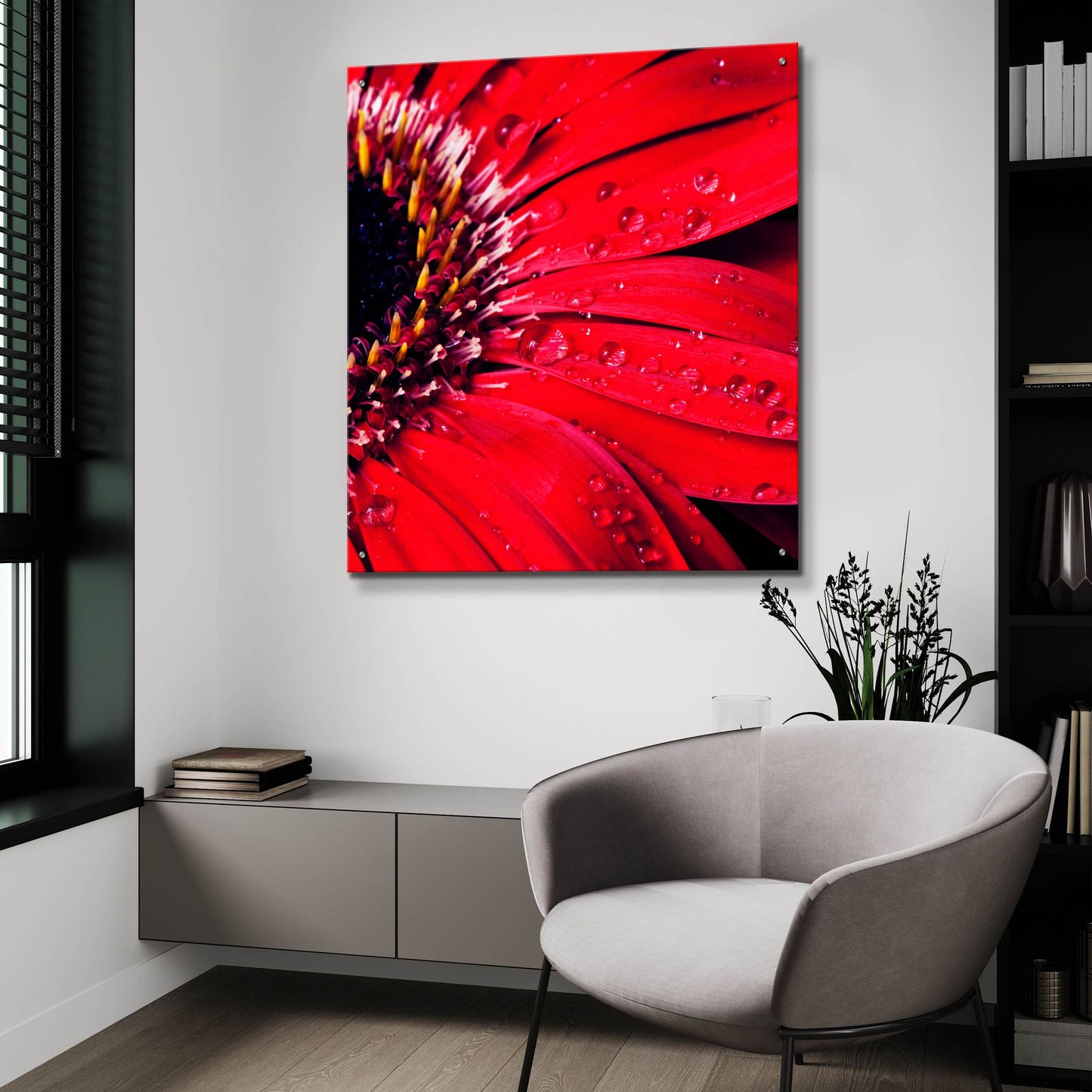 Epic Art 'Red Gerbera with Waterdrops 02' by Tom Quartermaine, Acrylic Glass Wall Art,36x36