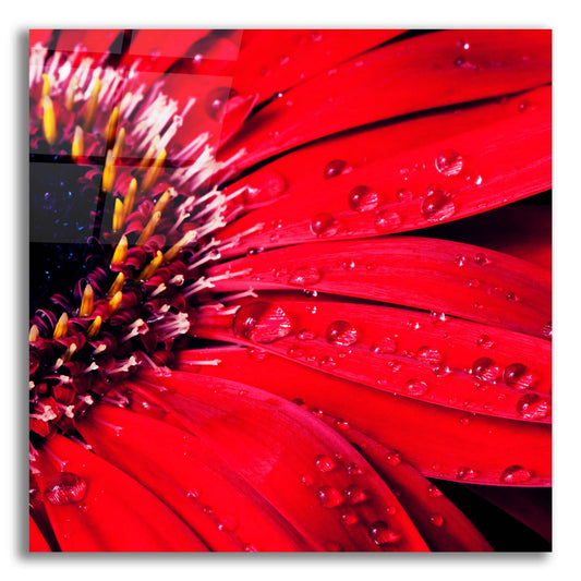 Epic Art 'Red Gerbera with Waterdrops 02' by Tom Quartermaine, Acrylic Glass Wall Art