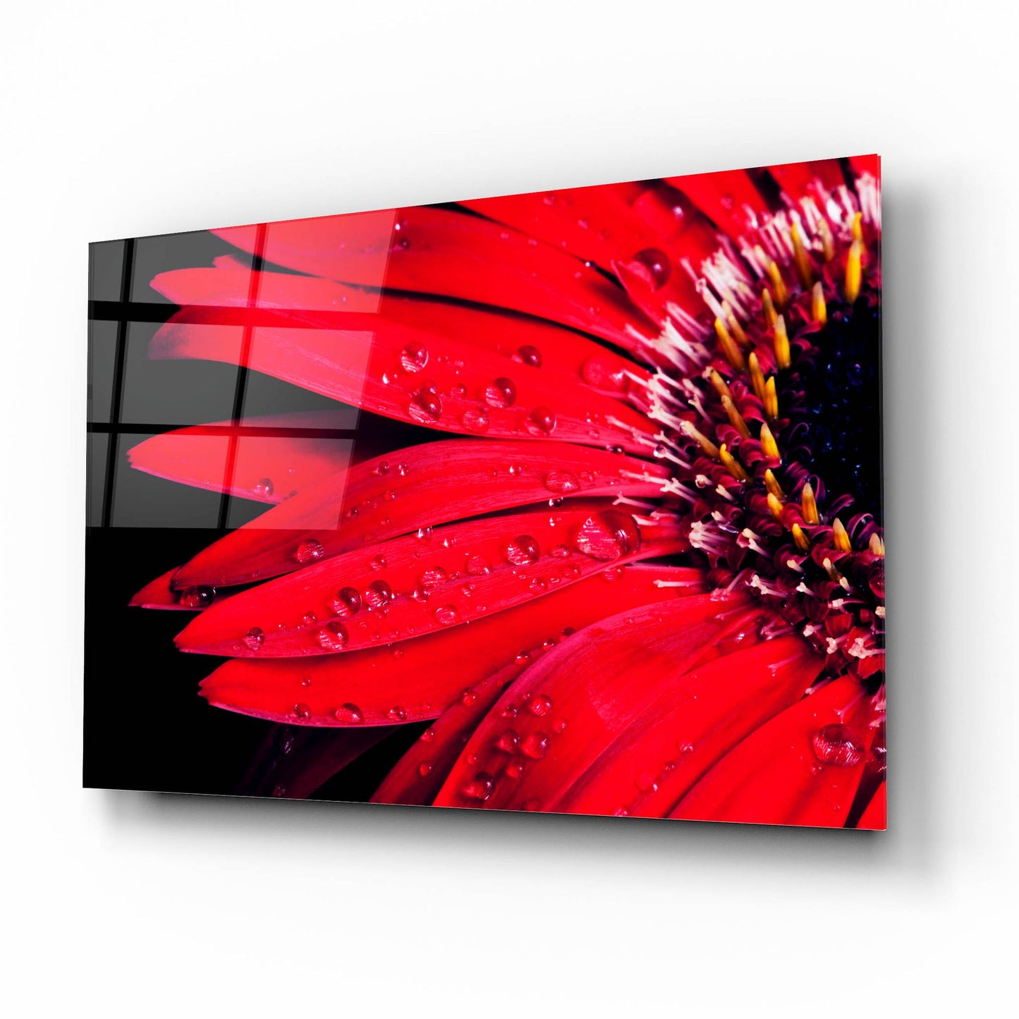 Epic Art 'Red Gerbera with Waterdrops 03' by Tom Quartermaine, Acrylic Glass Wall Art,16x12