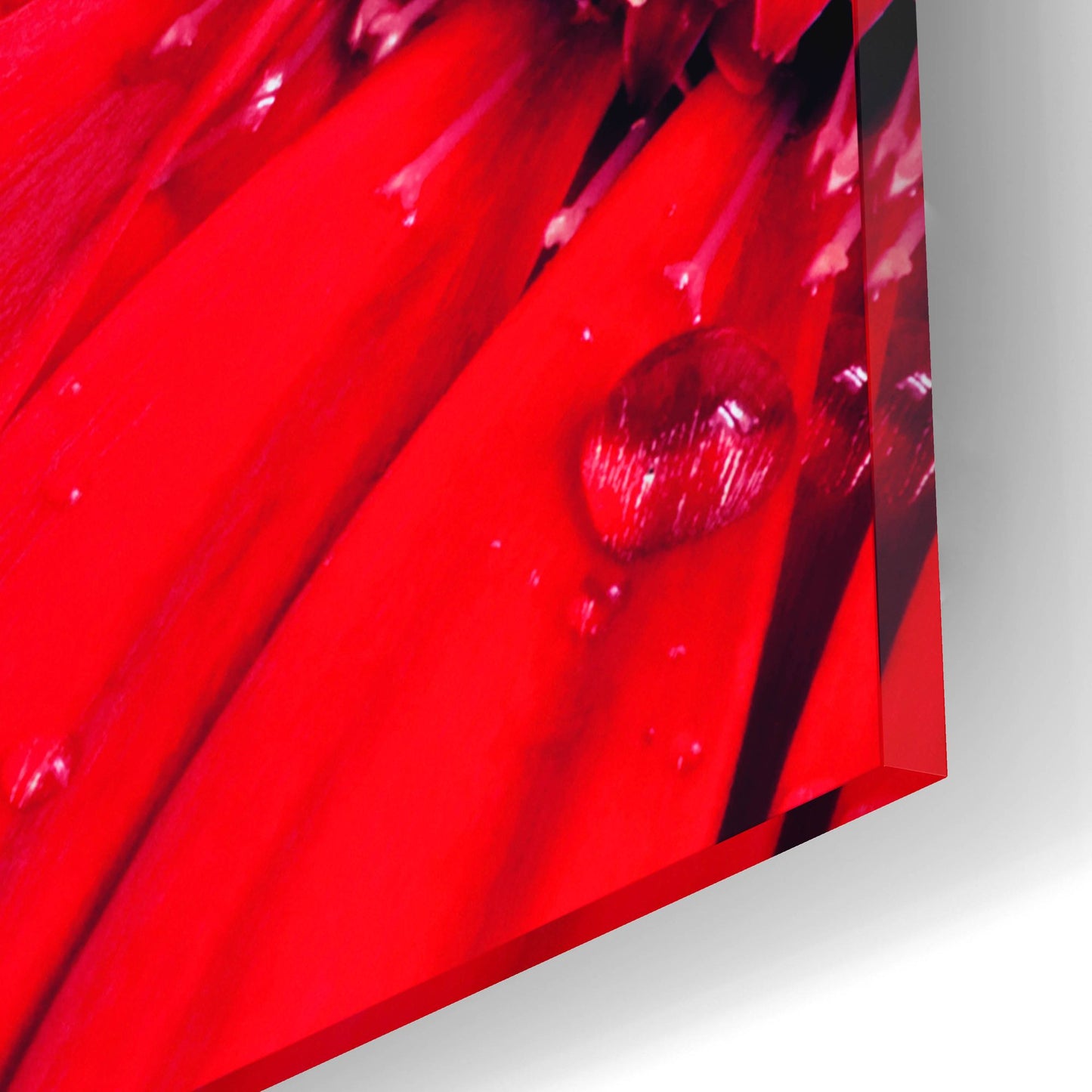 Epic Art 'Red Gerbera with Waterdrops 03' by Tom Quartermaine, Acrylic Glass Wall Art,16x12