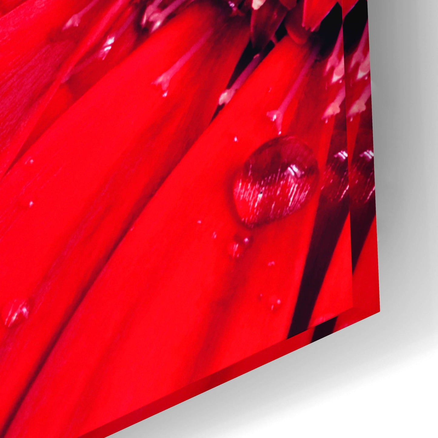 Epic Art 'Red Gerbera with Waterdrops 03' by Tom Quartermaine, Acrylic Glass Wall Art,24x16