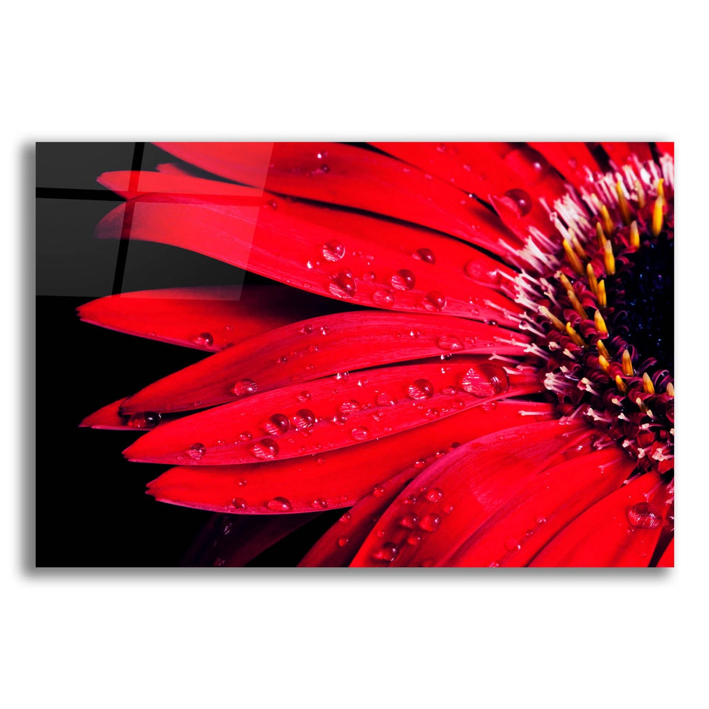 Epic Art 'Red Gerbera with Waterdrops 03' by Tom Quartermaine, Acrylic Glass Wall Art,24x16