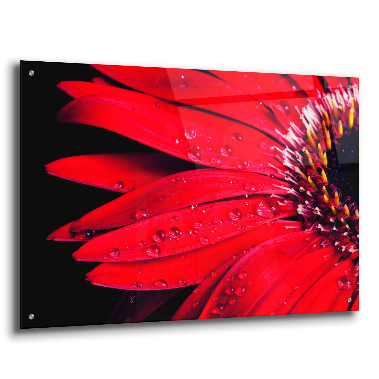 Epic Art 'Red Gerbera with Waterdrops 03' by Tom Quartermaine, Acrylic Glass Wall Art,36x24