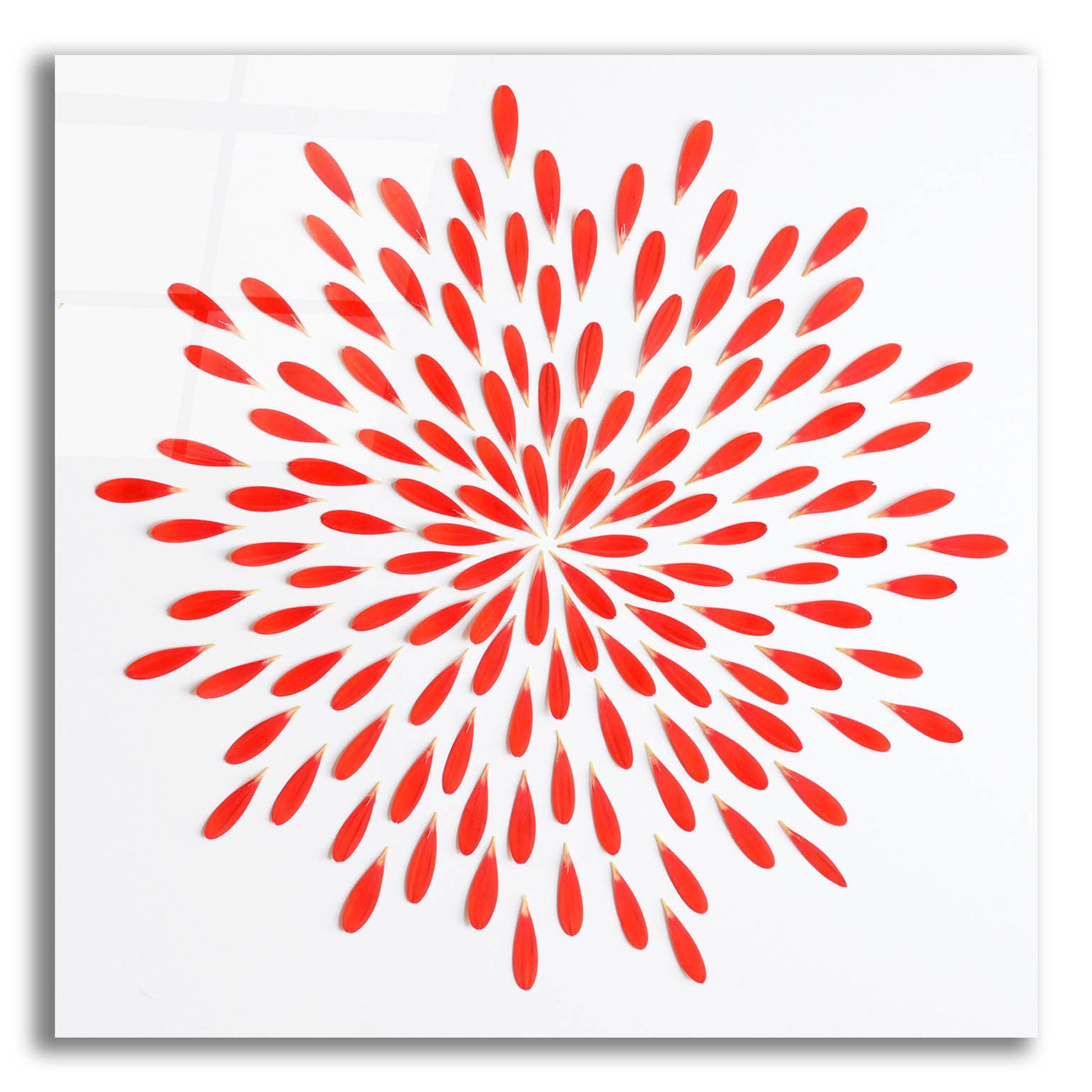 Epic Art 'Red Petals 01' by Tom Quartermaine, Acrylic Glass Wall Art