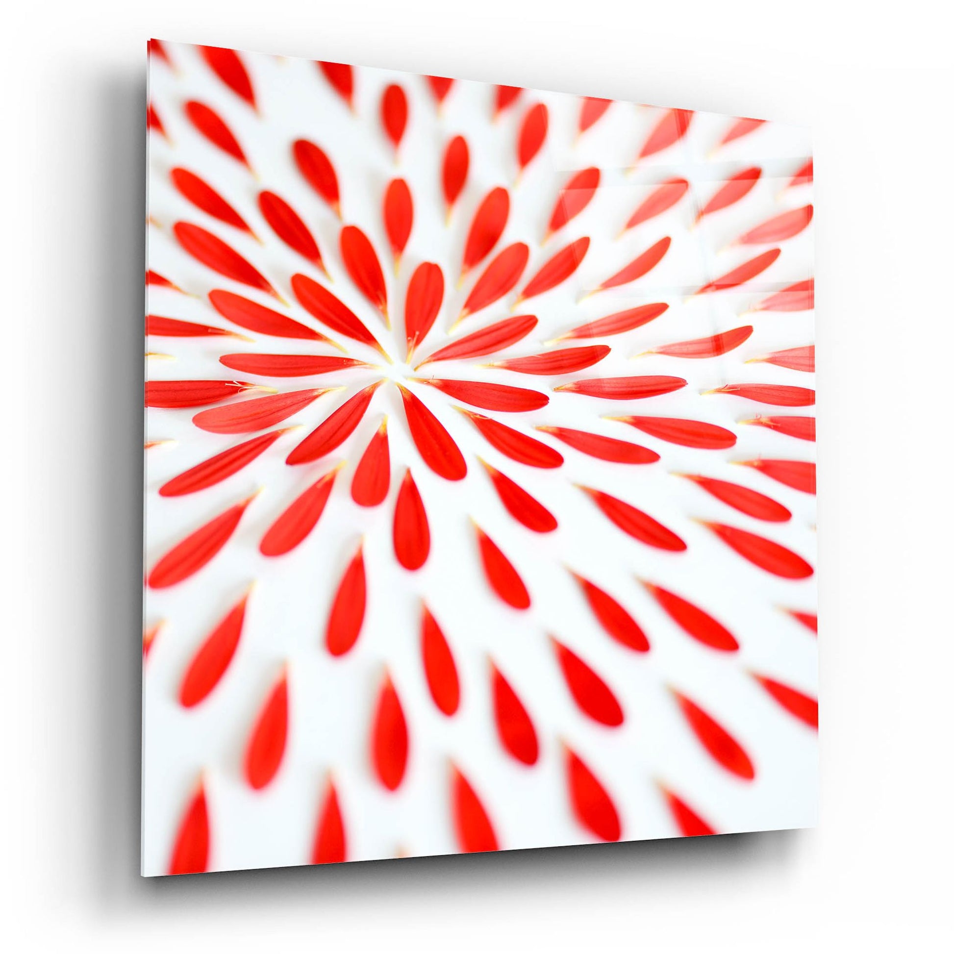 Epic Art 'Red Petals 02' by Tom Quartermaine, Acrylic Glass Wall Art,12x12