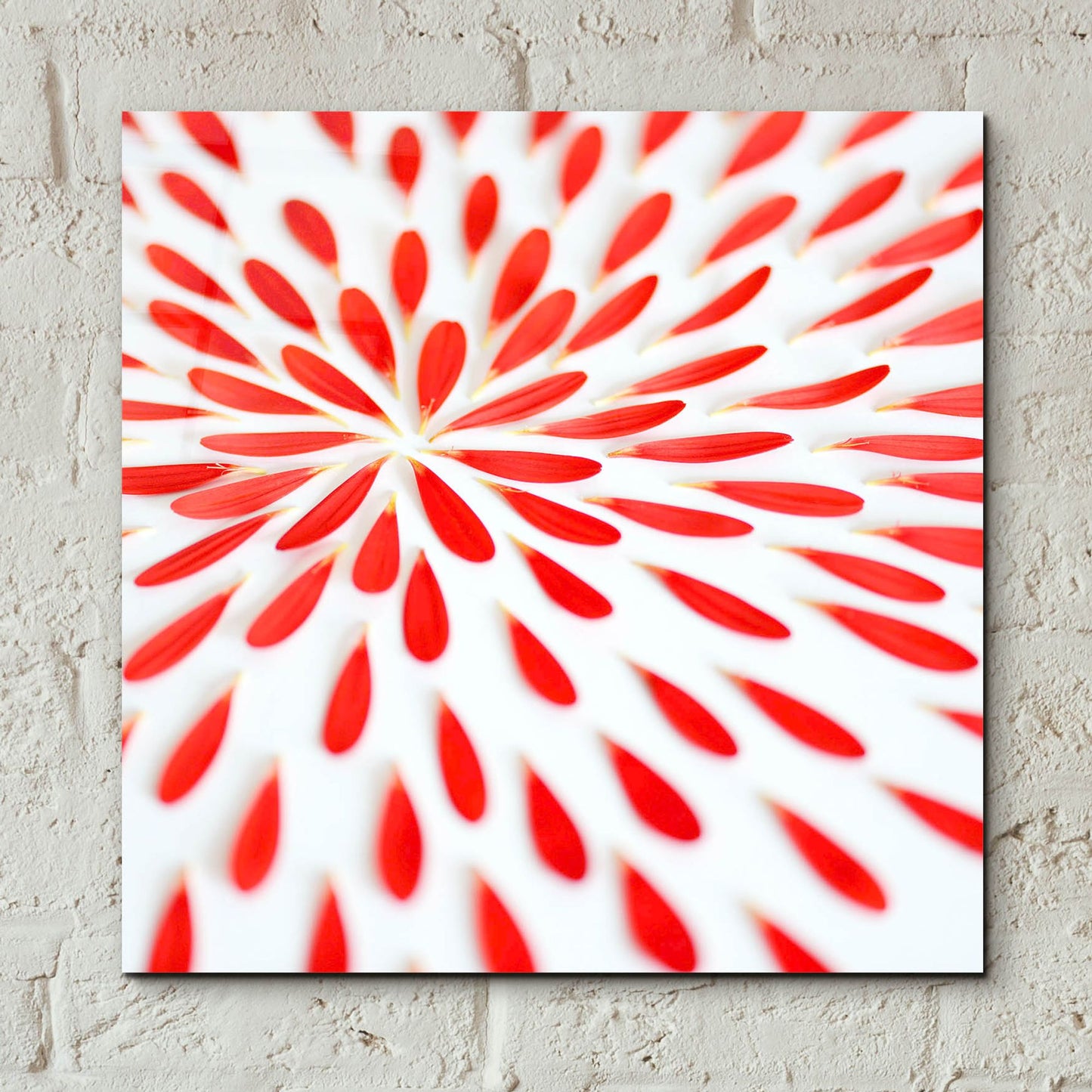 Epic Art 'Red Petals 02' by Tom Quartermaine, Acrylic Glass Wall Art,12x12