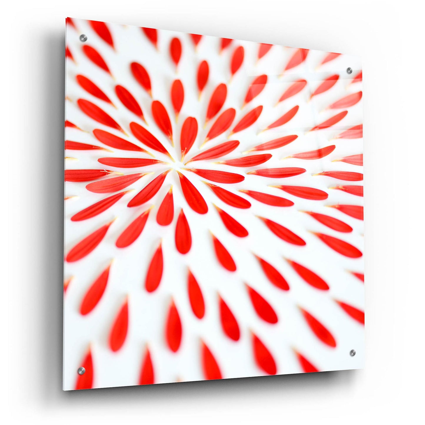 Epic Art 'Red Petals 02' by Tom Quartermaine, Acrylic Glass Wall Art,24x24