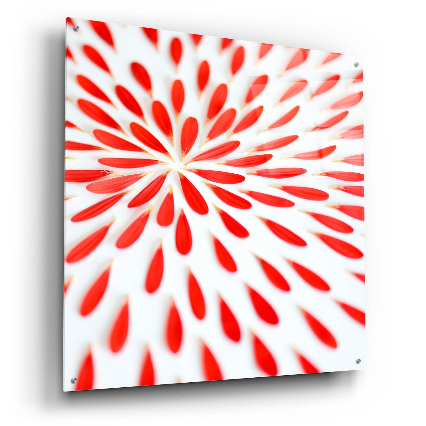 Epic Art 'Red Petals 02' by Tom Quartermaine, Acrylic Glass Wall Art,36x36