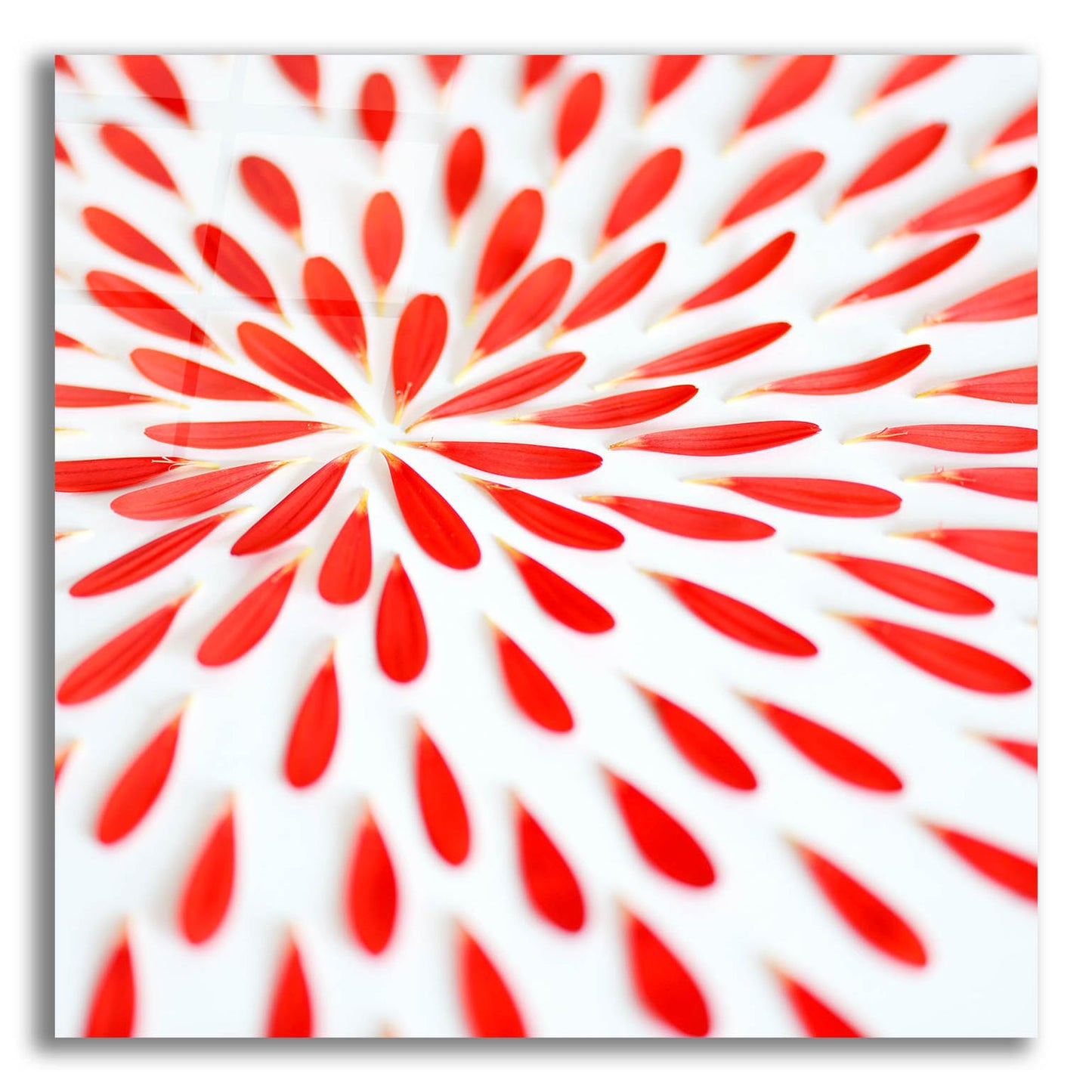 Epic Art 'Red Petals 02' by Tom Quartermaine, Acrylic Glass Wall Art