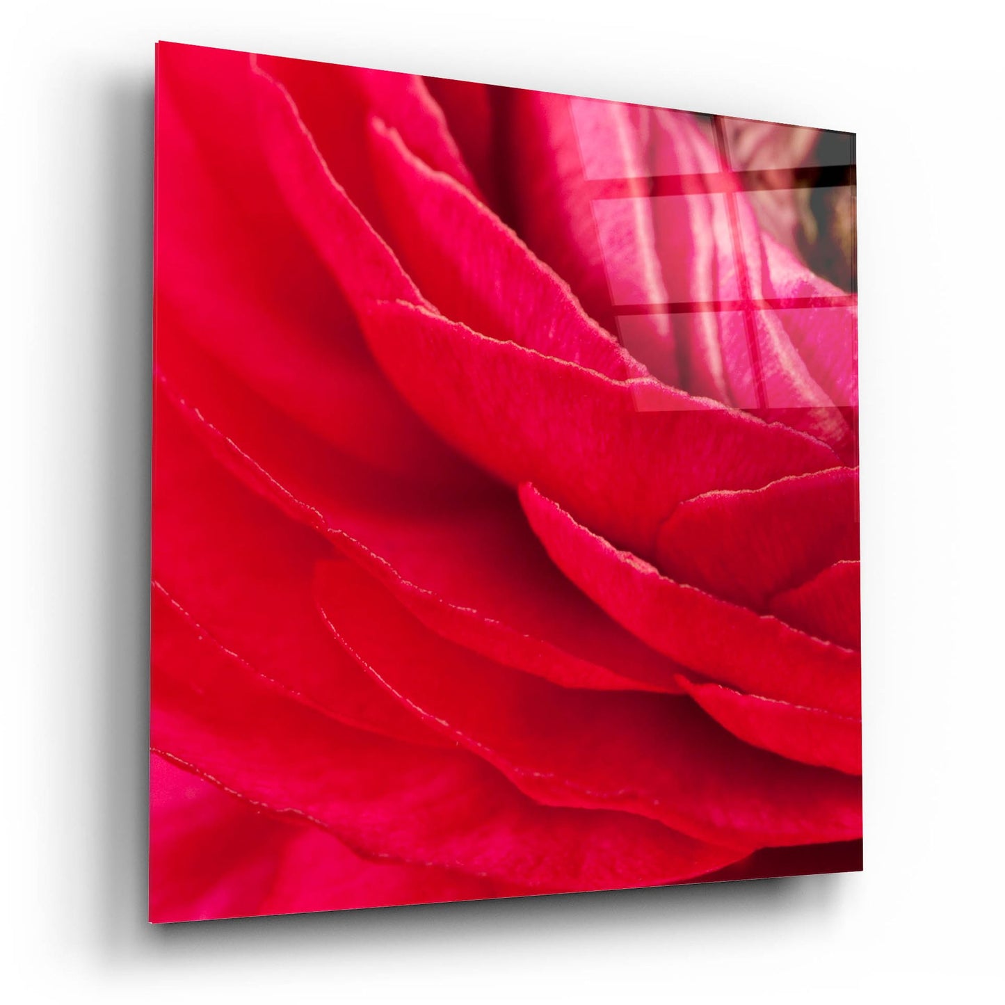 Epic Art 'Red Petals Close Up' by Tom Quartermaine, Acrylic Glass Wall Art,12x12