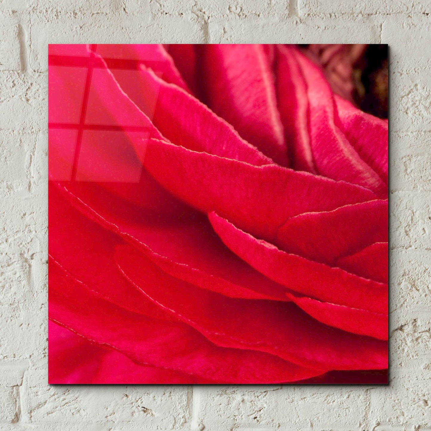 Epic Art 'Red Petals Close Up' by Tom Quartermaine, Acrylic Glass Wall Art,12x12