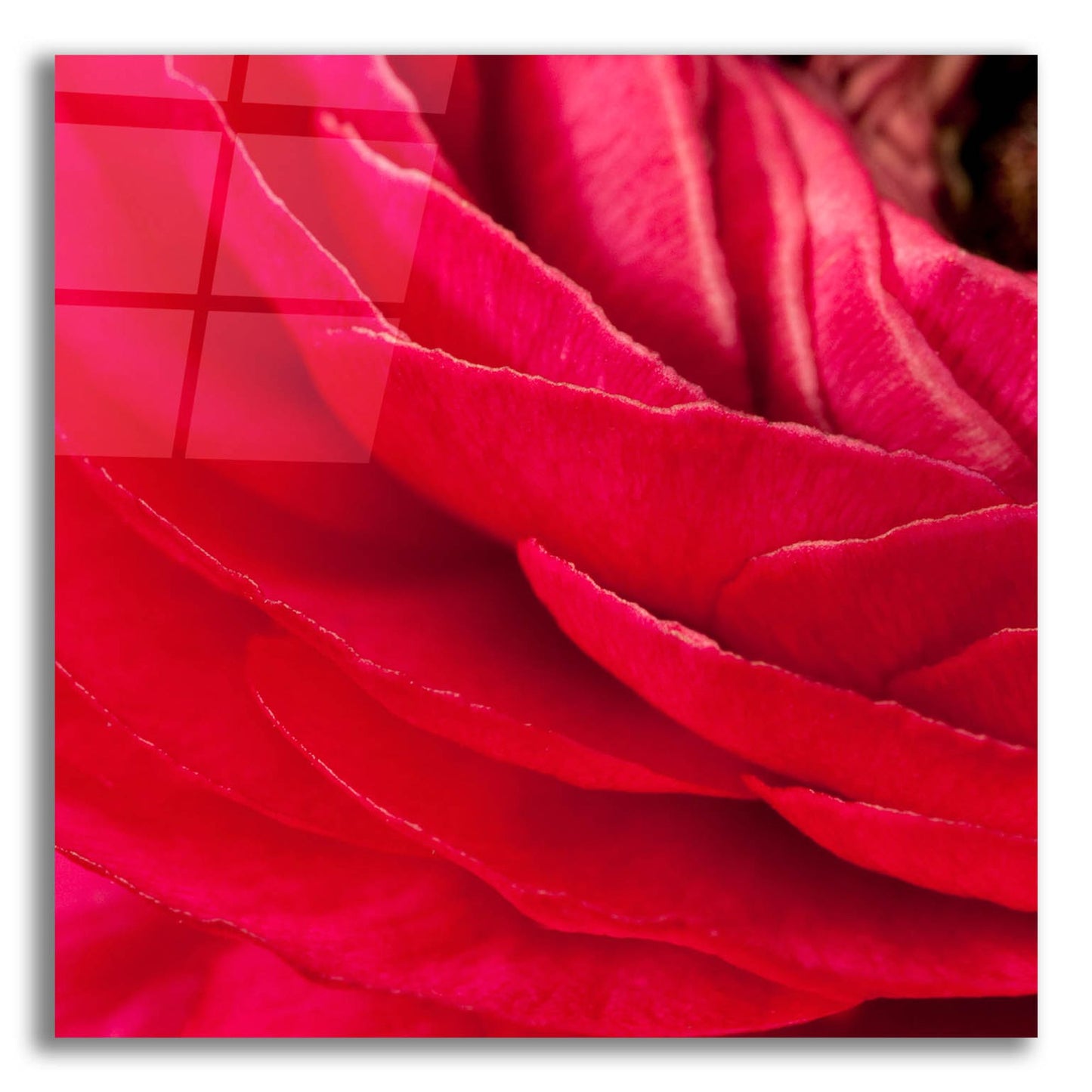 Epic Art 'Red Petals Close Up' by Tom Quartermaine, Acrylic Glass Wall Art