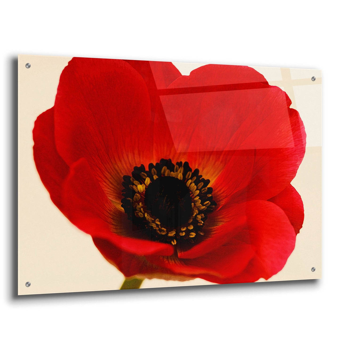 Epic Art 'Red Poppy 01' by Tom Quartermaine, Acrylic Glass Wall Art,36x24