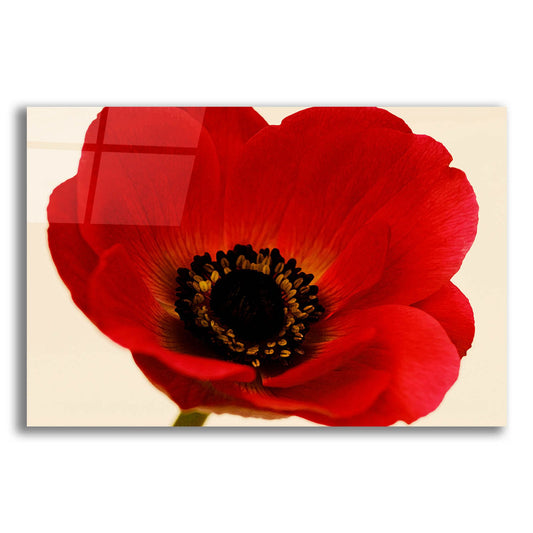 Epic Art 'Red Poppy 01' by Tom Quartermaine, Acrylic Glass Wall Art