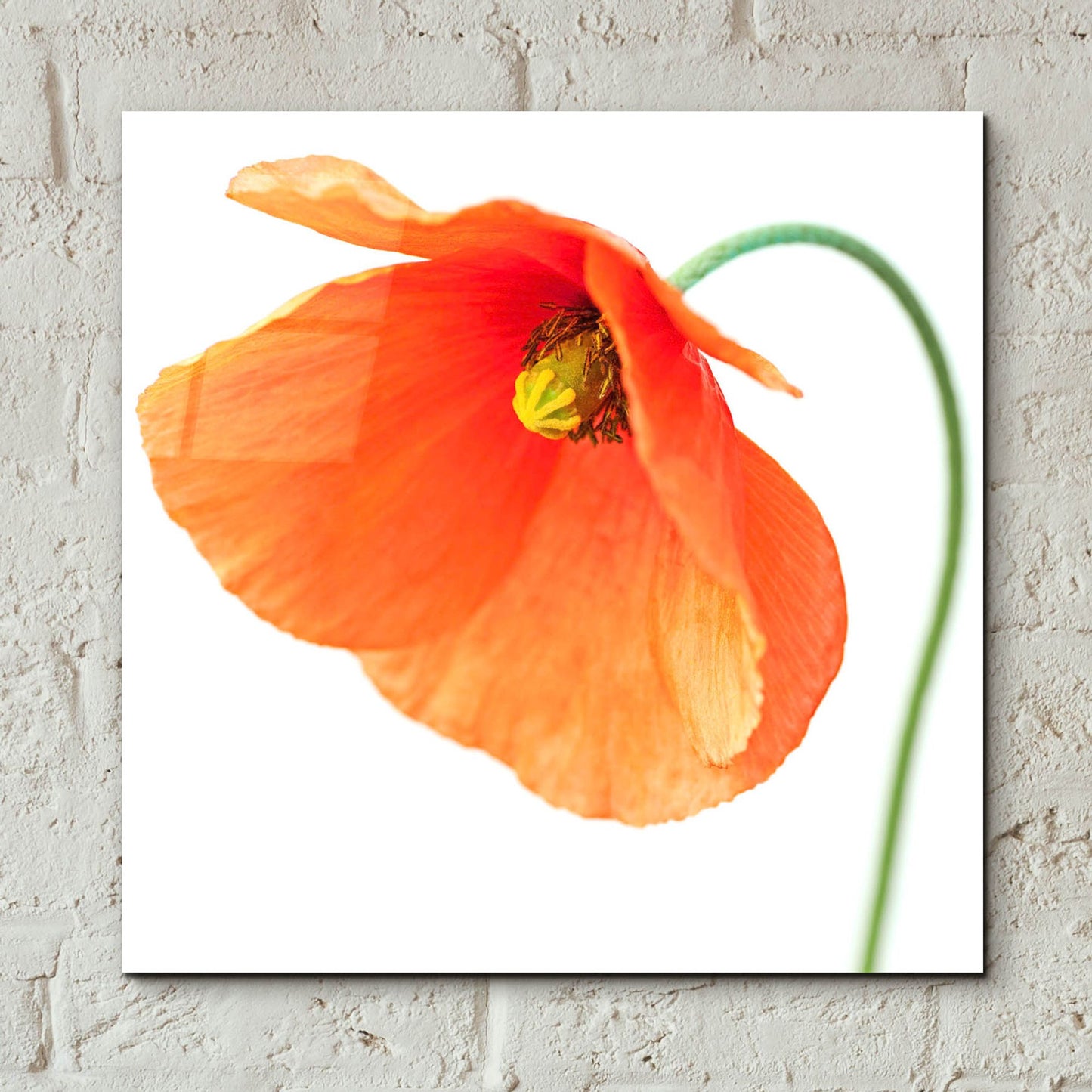 Epic Art 'Red Poppy On White 01' by Tom Quartermaine, Acrylic Glass Wall Art,12x12