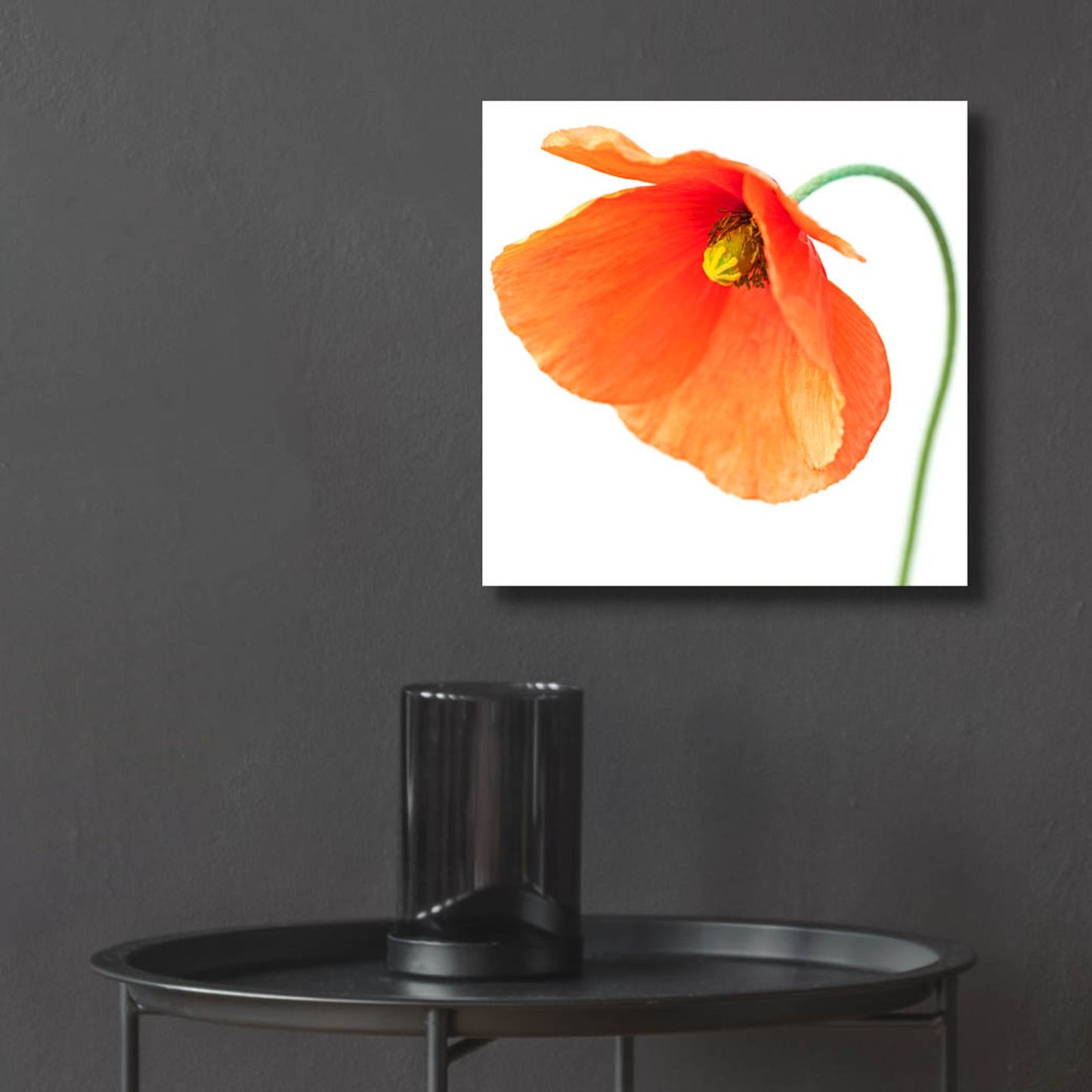 Epic Art 'Red Poppy On White 01' by Tom Quartermaine, Acrylic Glass Wall Art,12x12