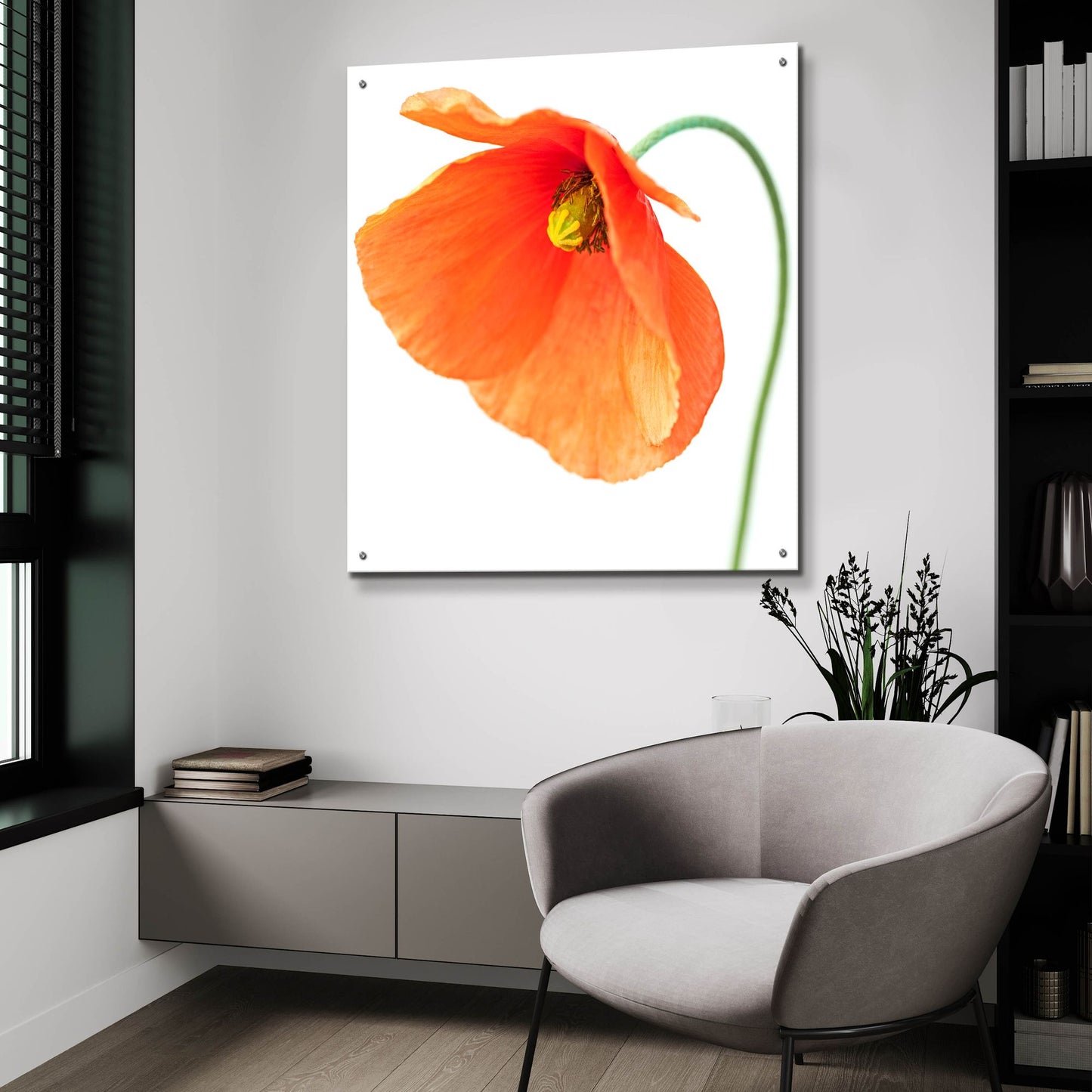 Epic Art 'Red Poppy On White 01' by Tom Quartermaine, Acrylic Glass Wall Art,36x36