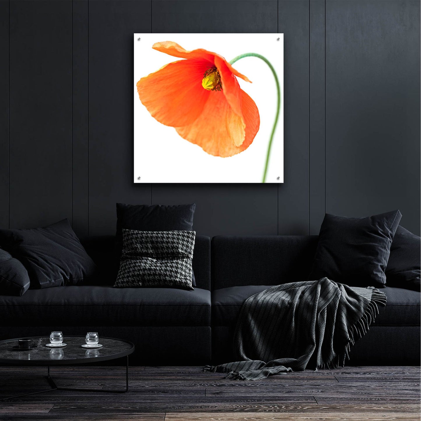 Epic Art 'Red Poppy On White 01' by Tom Quartermaine, Acrylic Glass Wall Art,36x36