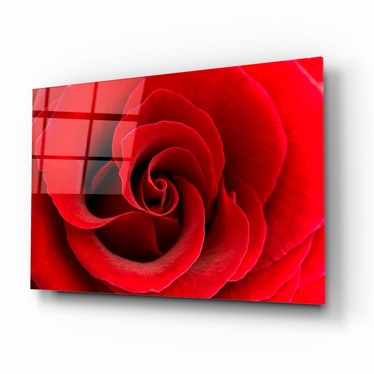 Epic Art 'Red Rose 03' by Tom Quartermaine, Acrylic Glass Wall Art,16x12