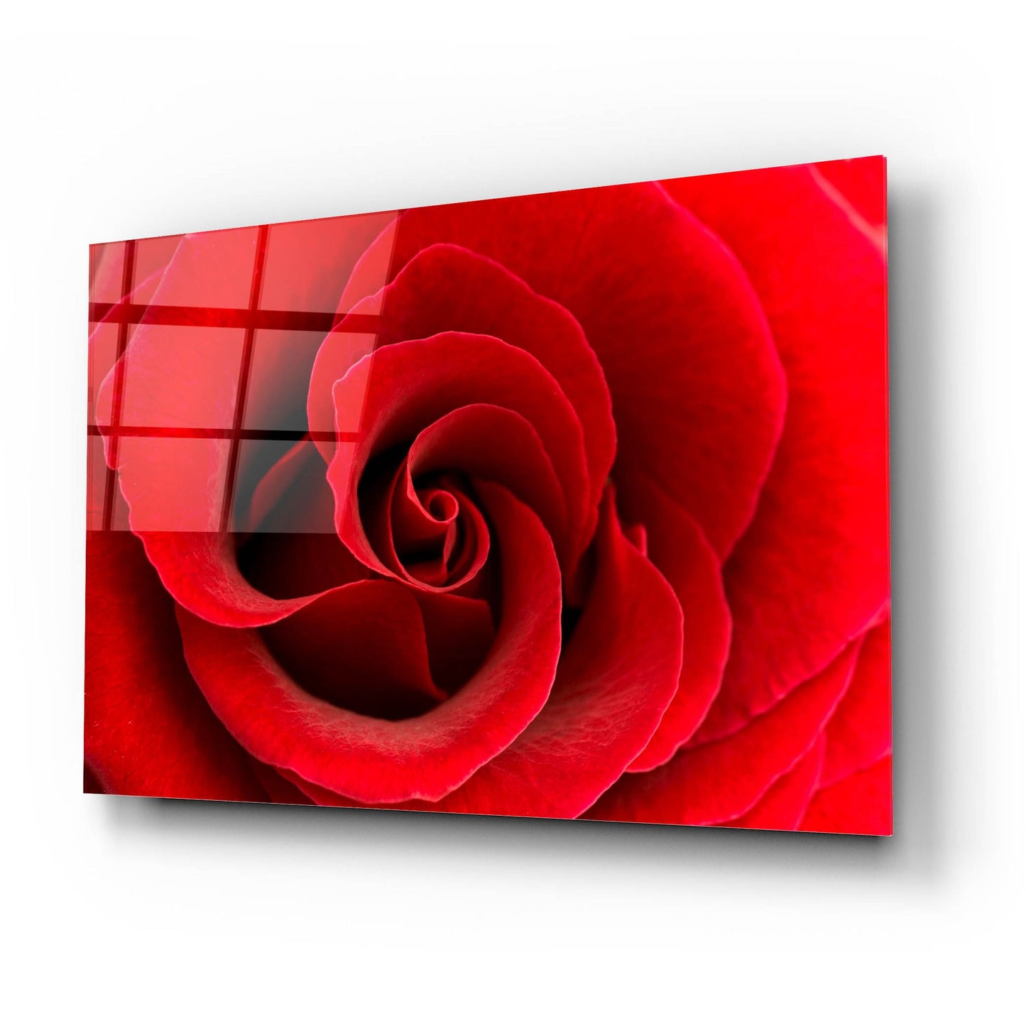 Epic Art 'Red Rose 03' by Tom Quartermaine, Acrylic Glass Wall Art,24x16