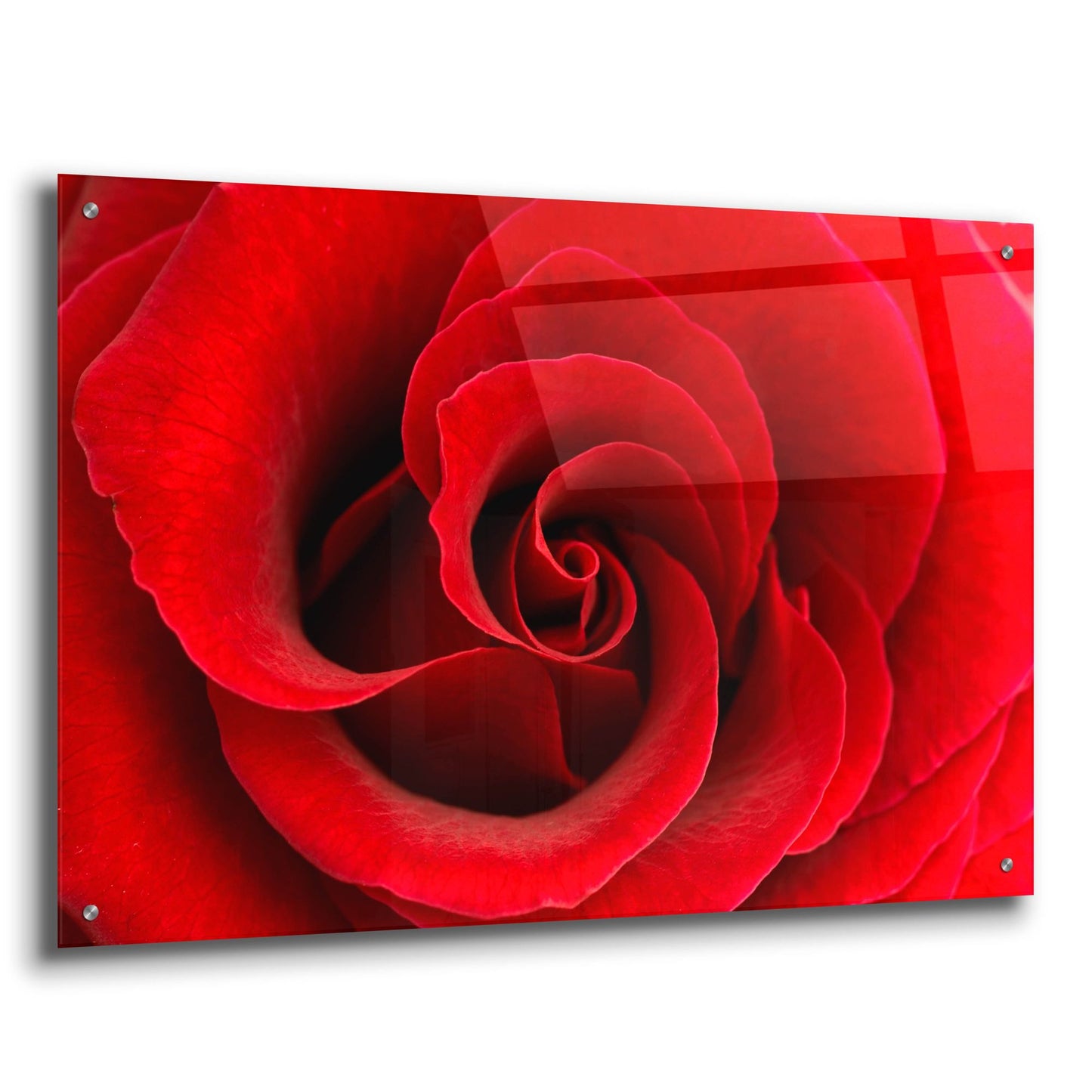 Epic Art 'Red Rose 03' by Tom Quartermaine, Acrylic Glass Wall Art,36x24