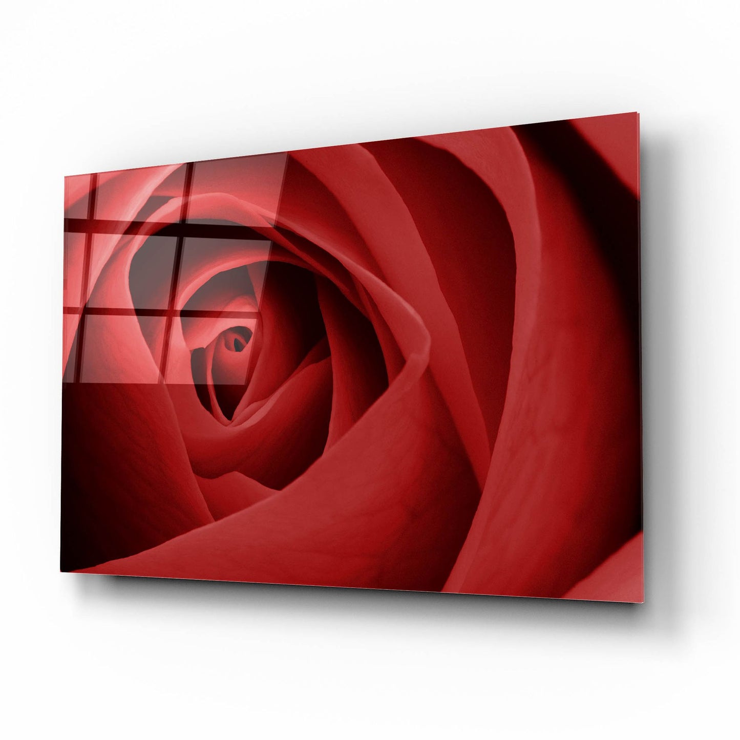 Epic Art 'Red Rose' by Tom Quartermaine, Acrylic Glass Wall Art,16x12