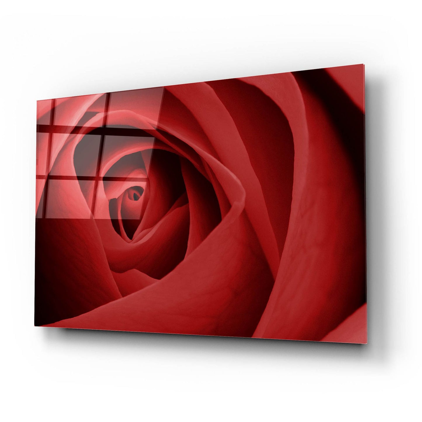 Epic Art 'Red Rose' by Tom Quartermaine, Acrylic Glass Wall Art,24x16