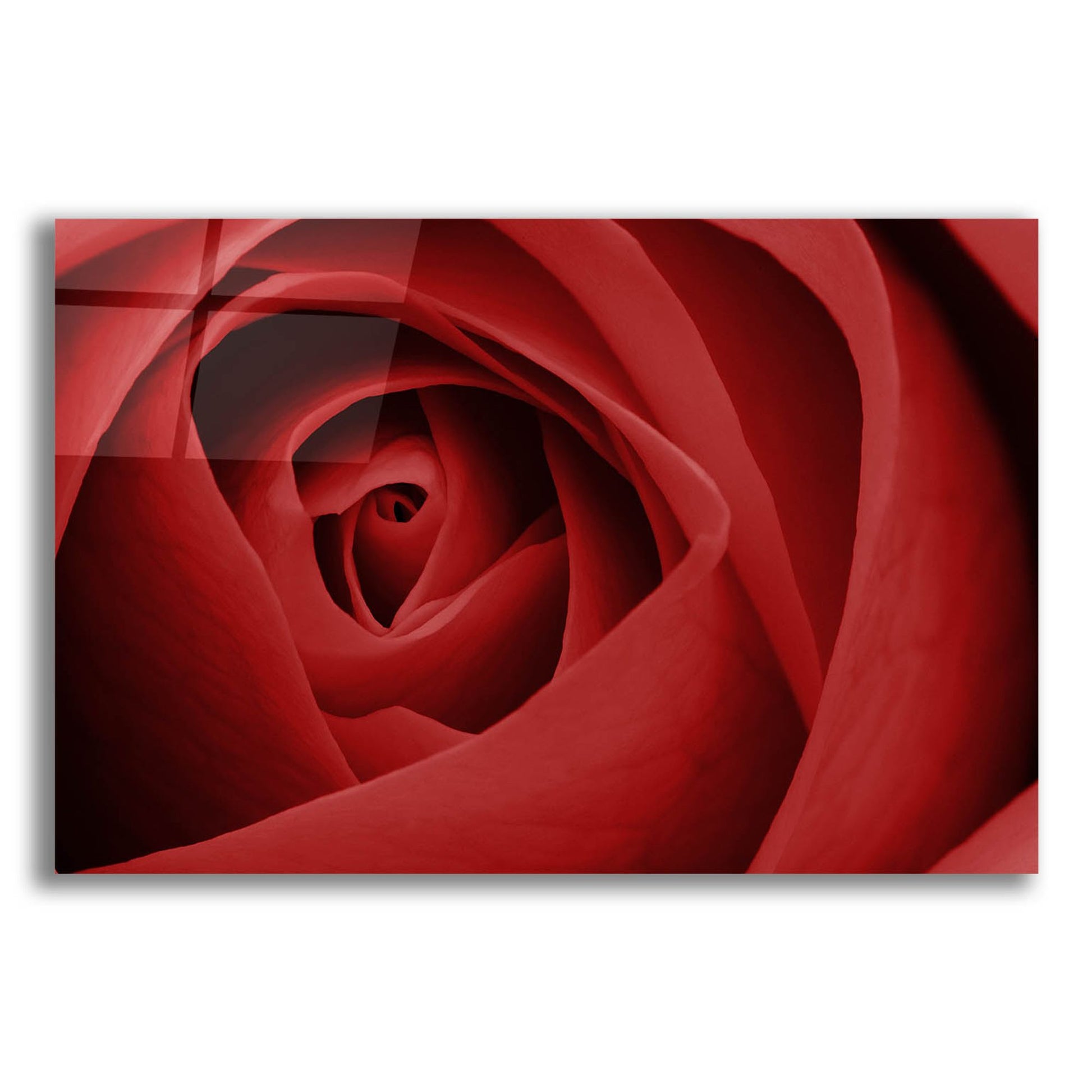 Epic Art 'Red Rose' by Tom Quartermaine, Acrylic Glass Wall Art,24x16