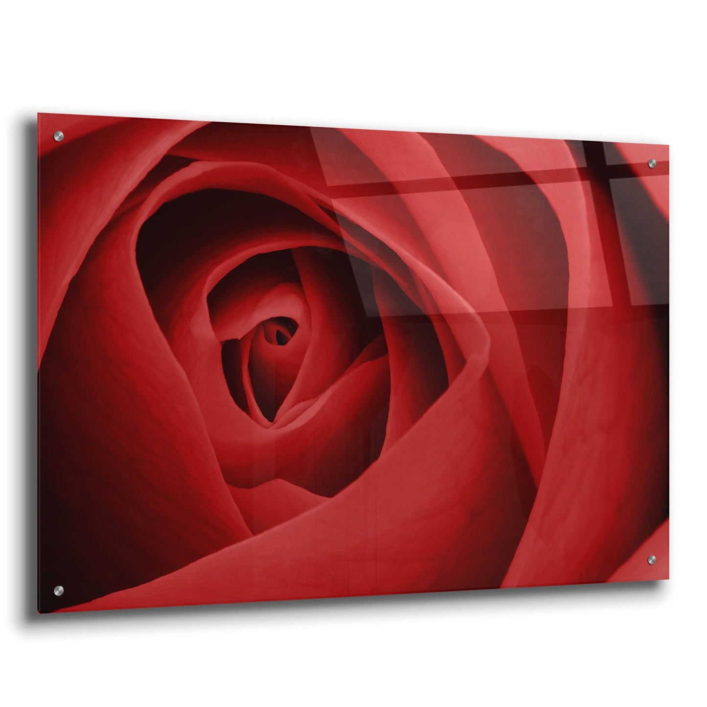 Epic Art 'Red Rose' by Tom Quartermaine, Acrylic Glass Wall Art,36x24