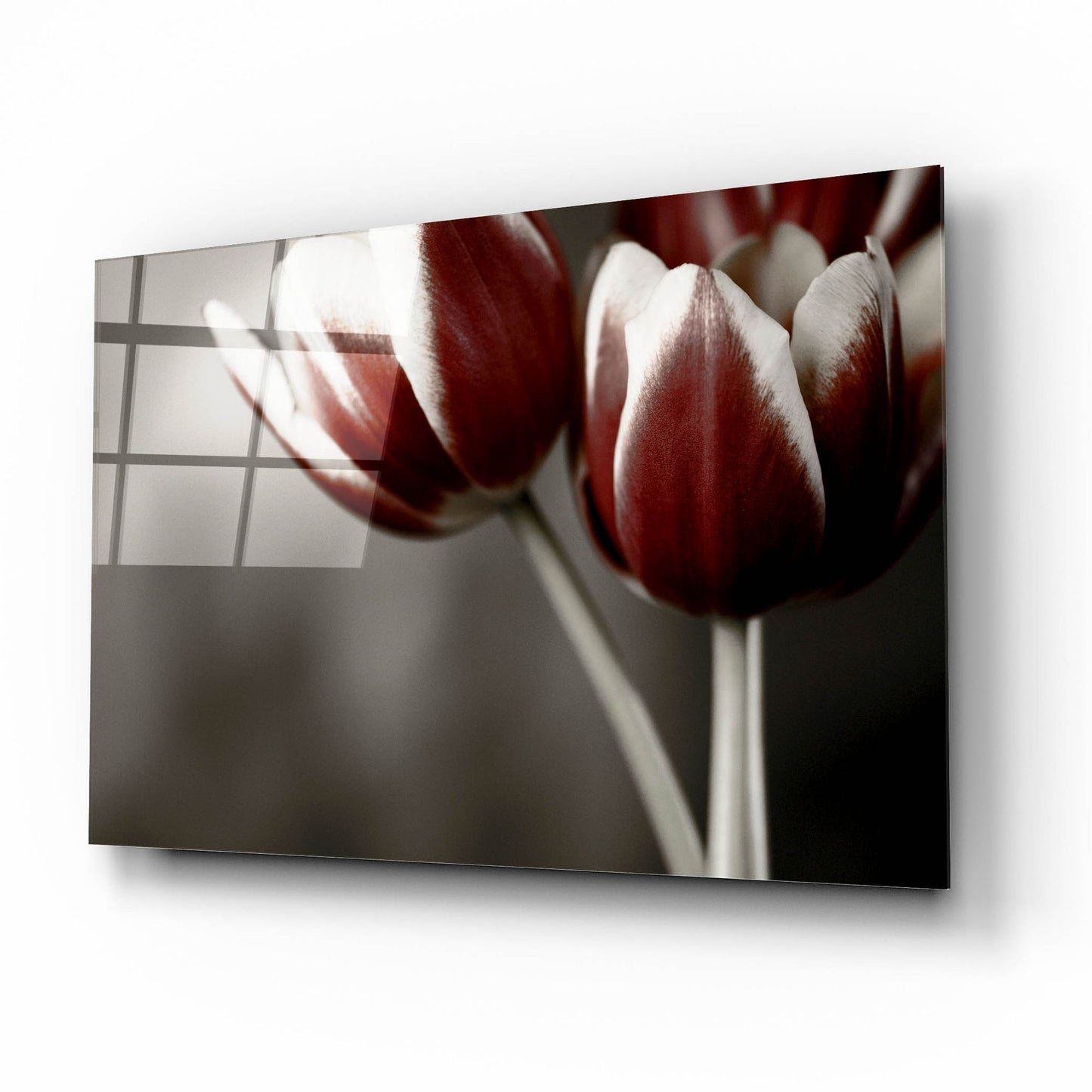 Epic Art 'Red Tulips On Grey 01' by Tom Quartermaine, Acrylic Glass Wall Art,16x12