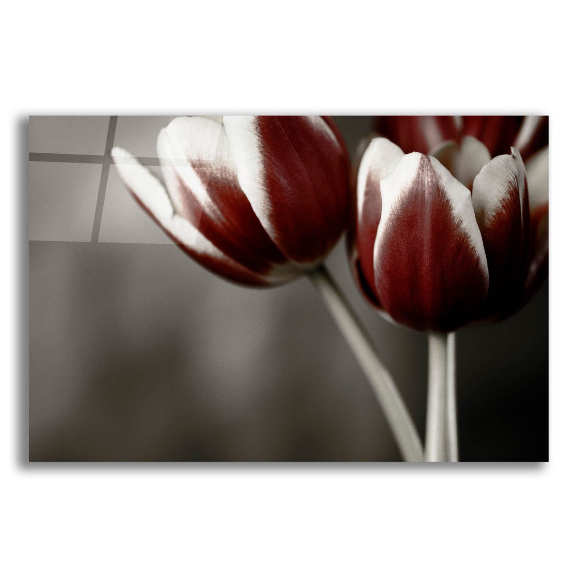 Epic Art 'Red Tulips On Grey 01' by Tom Quartermaine, Acrylic Glass Wall Art,24x16