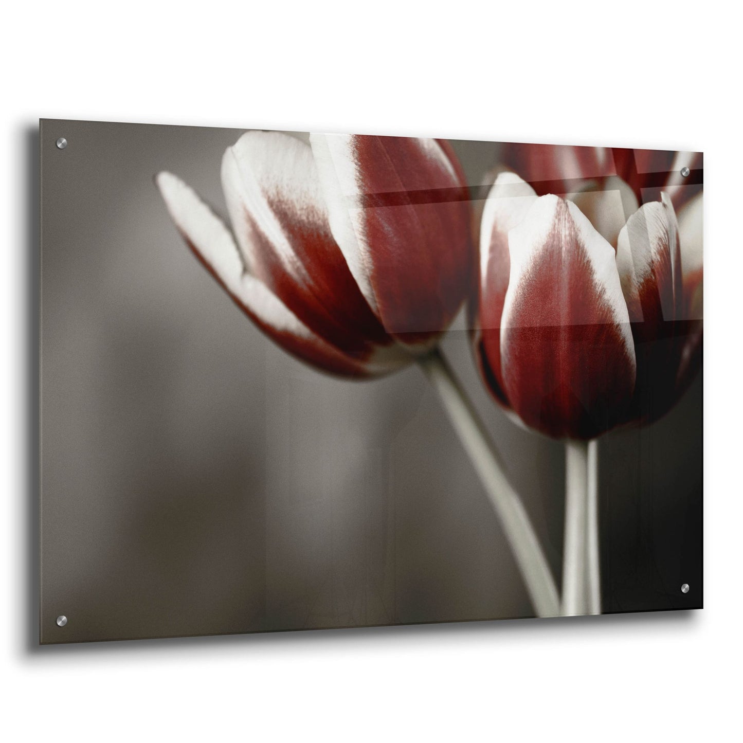 Epic Art 'Red Tulips On Grey 01' by Tom Quartermaine, Acrylic Glass Wall Art,36x24