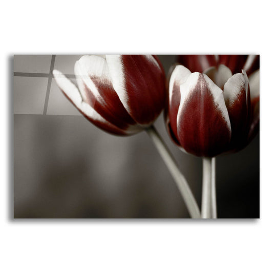 Epic Art 'Red Tulips On Grey 01' by Tom Quartermaine, Acrylic Glass Wall Art