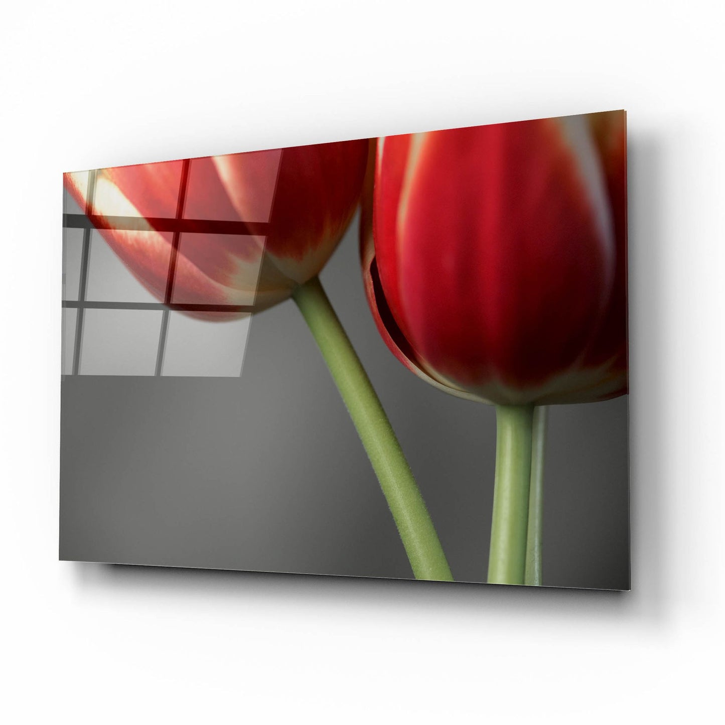 Epic Art 'Red Tulips On Grey 02' by Tom Quartermaine, Acrylic Glass Wall Art,16x12