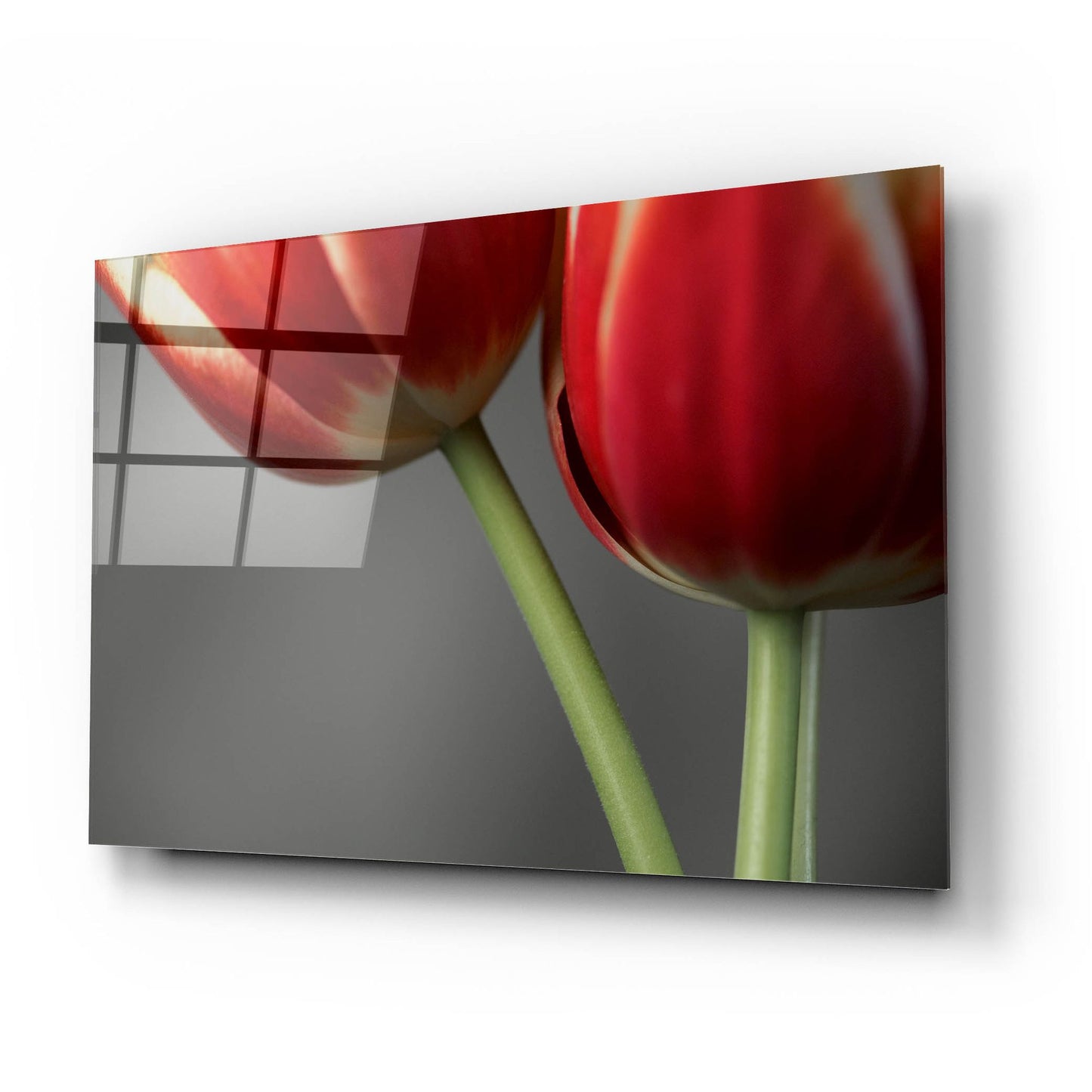 Epic Art 'Red Tulips On Grey 02' by Tom Quartermaine, Acrylic Glass Wall Art,24x16