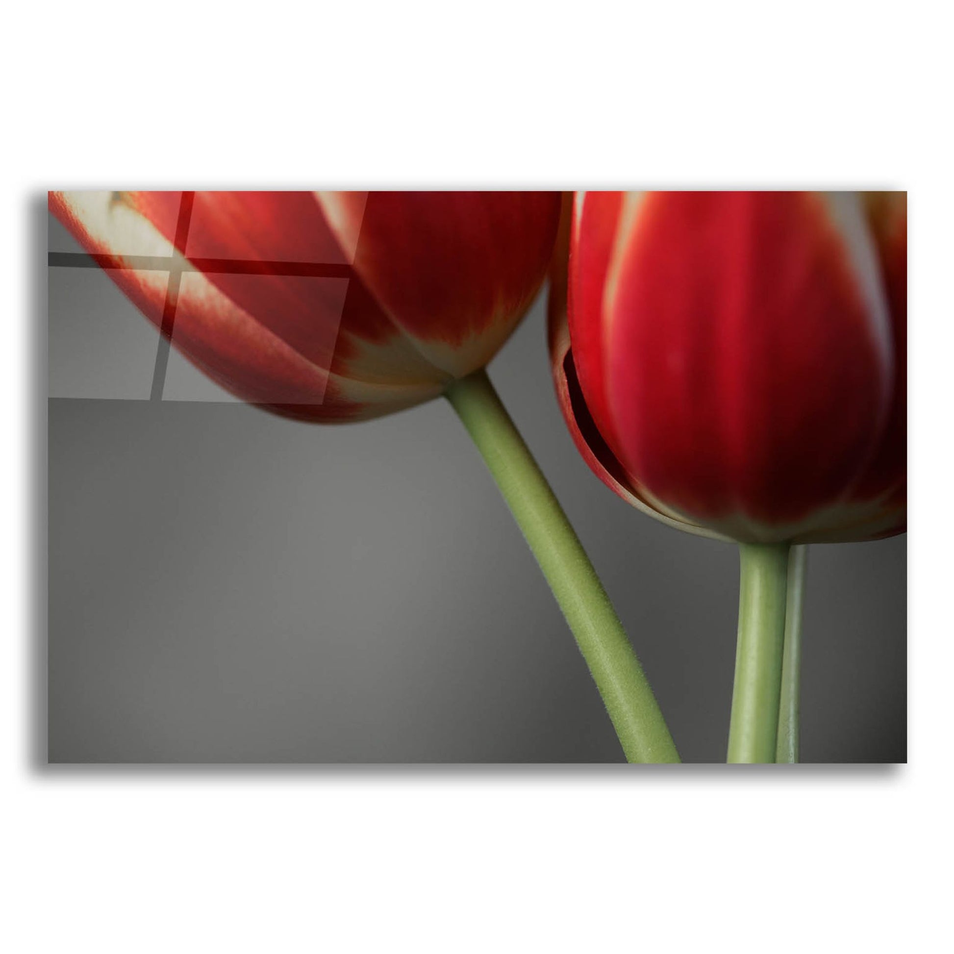 Epic Art 'Red Tulips On Grey 02' by Tom Quartermaine, Acrylic Glass Wall Art,24x16