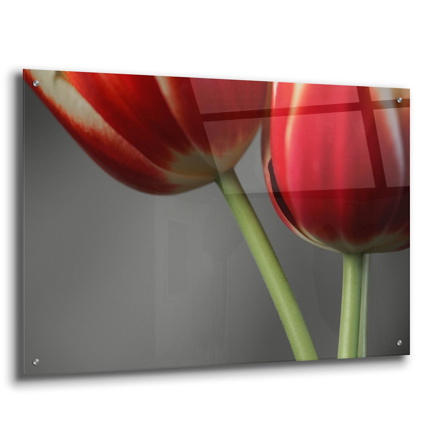 Epic Art 'Red Tulips On Grey 02' by Tom Quartermaine, Acrylic Glass Wall Art,36x24